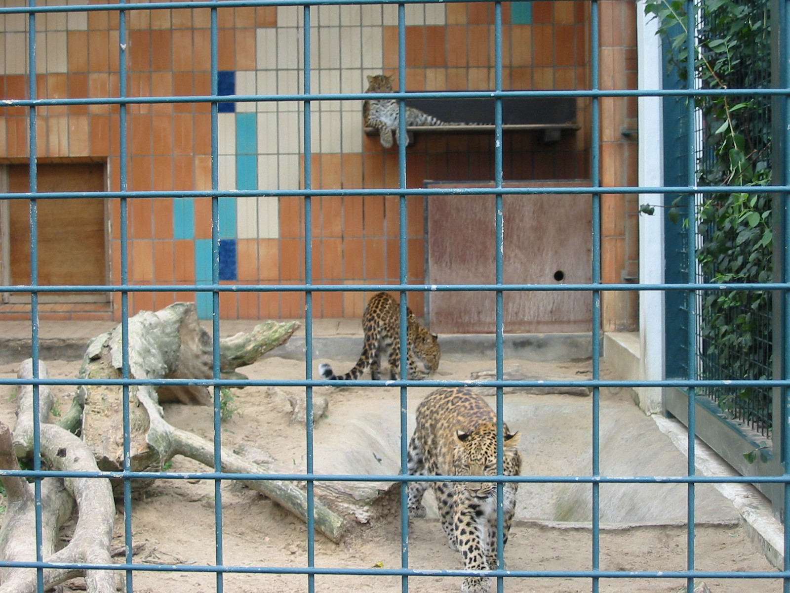 Berlin Tierpark 2004 - Chinese Leopards at the Alfred Brehm House