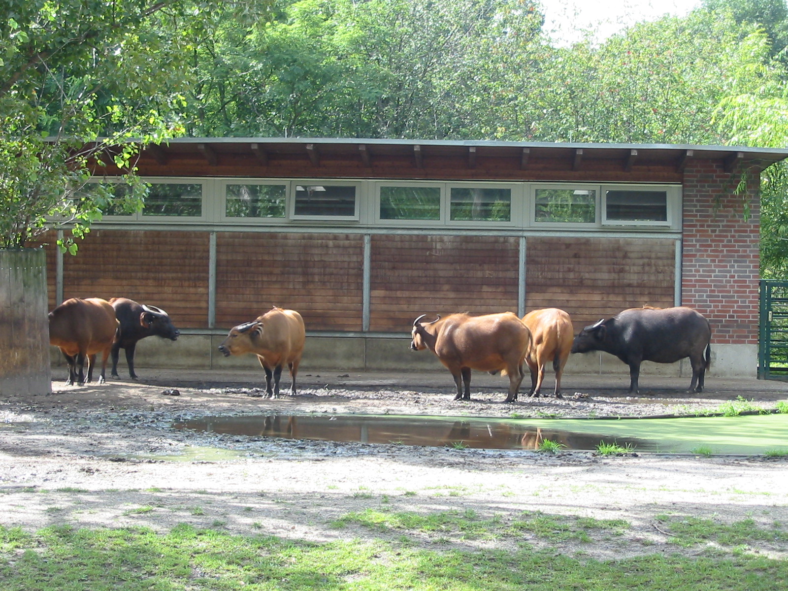 Berlin Tierpark 2004 - Congo Buffalo enclosure