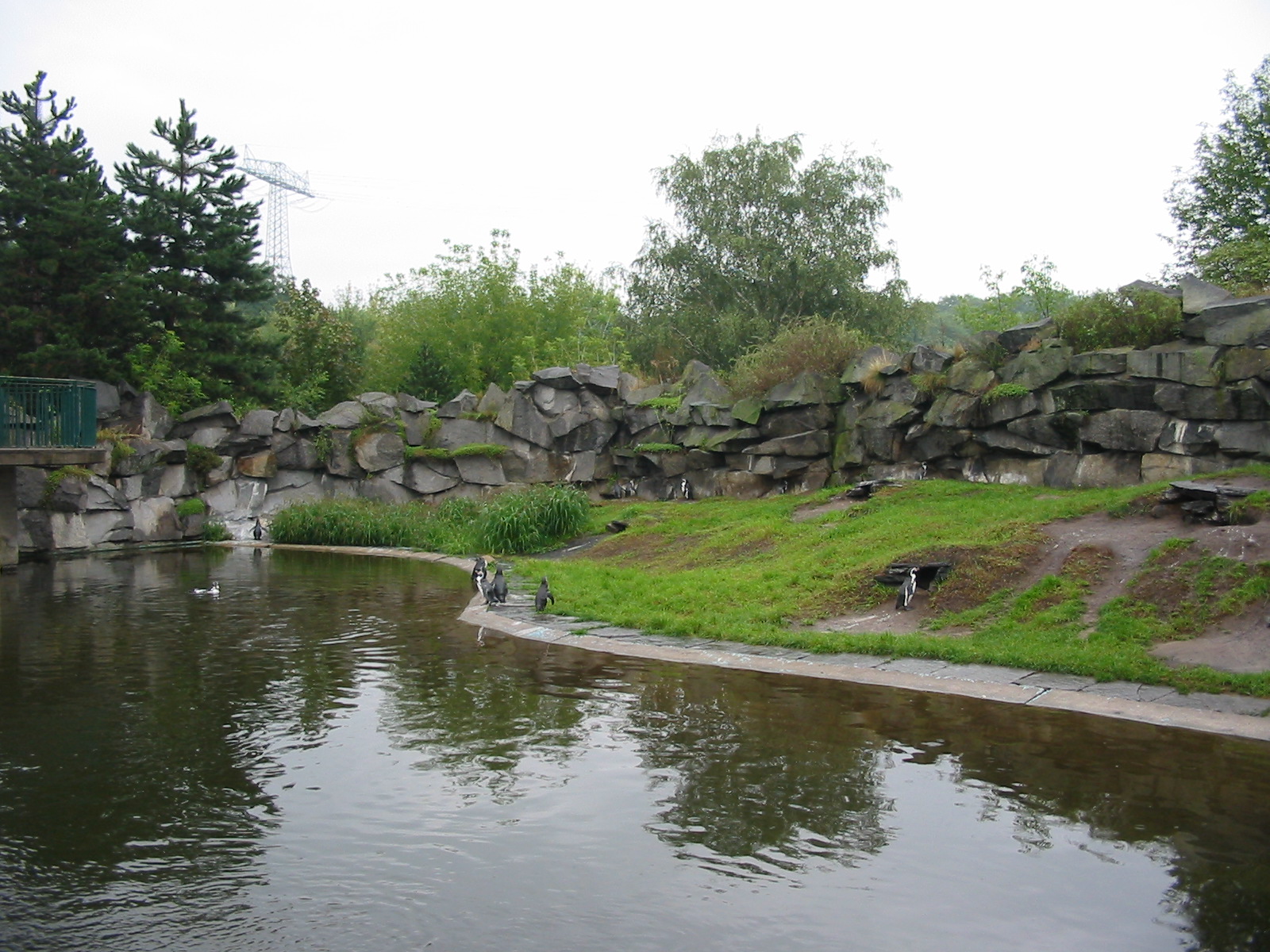 Berlin Tierpark 2004 - Different view of the Humboldt Penguin exhibit
