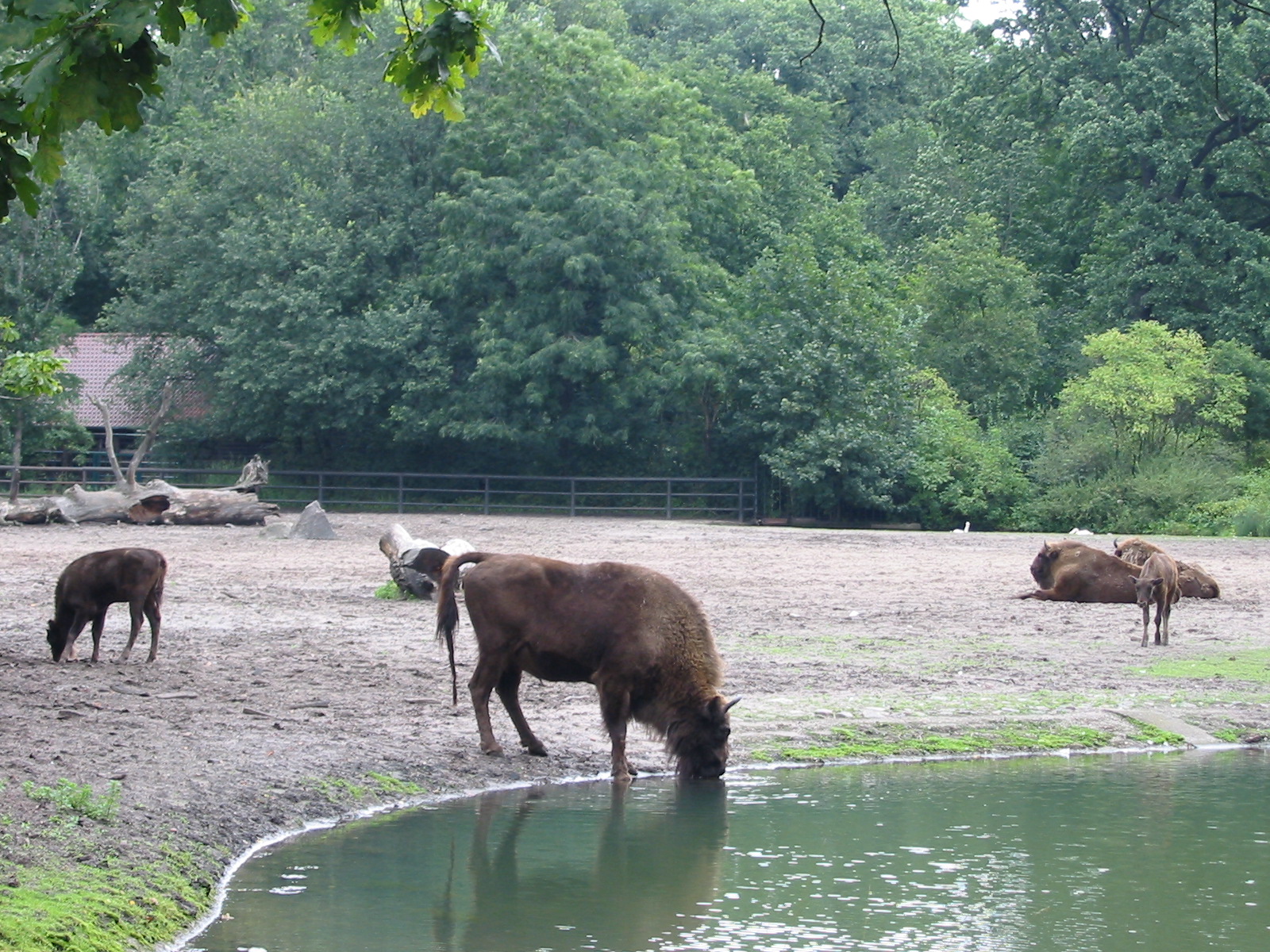 Berlin Tierpark 2004 - European Bison paddock