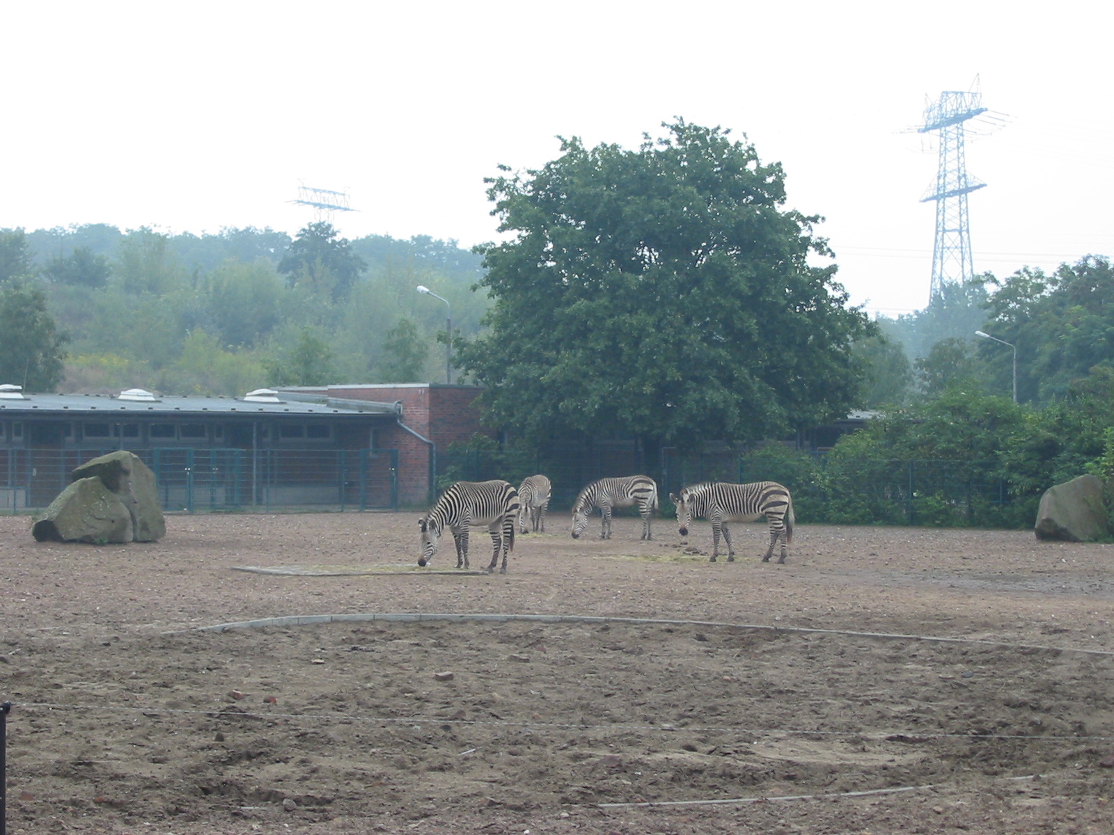 Berlin Tierpark 2004 - Hartmann Mountain Zebra enclosure