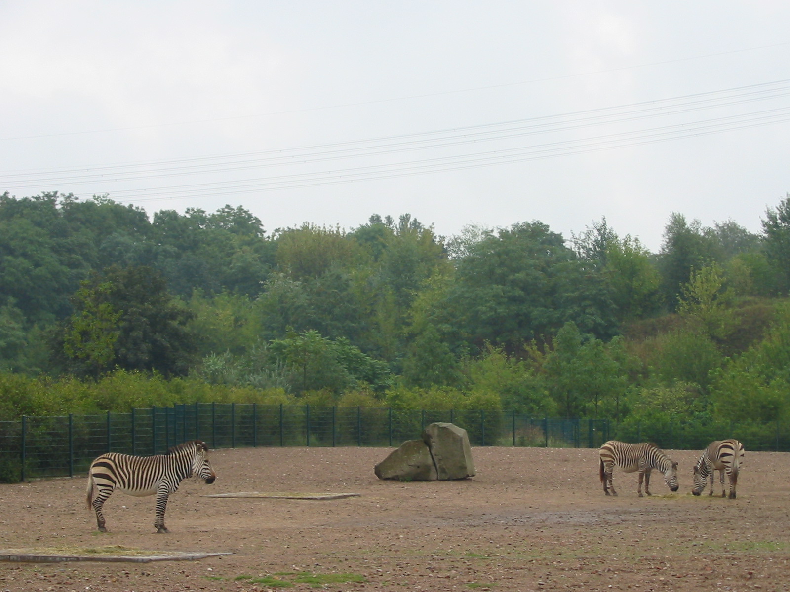 Berlin Tierpark 2004 - Hartmanns Mountain Zebra enclosure
