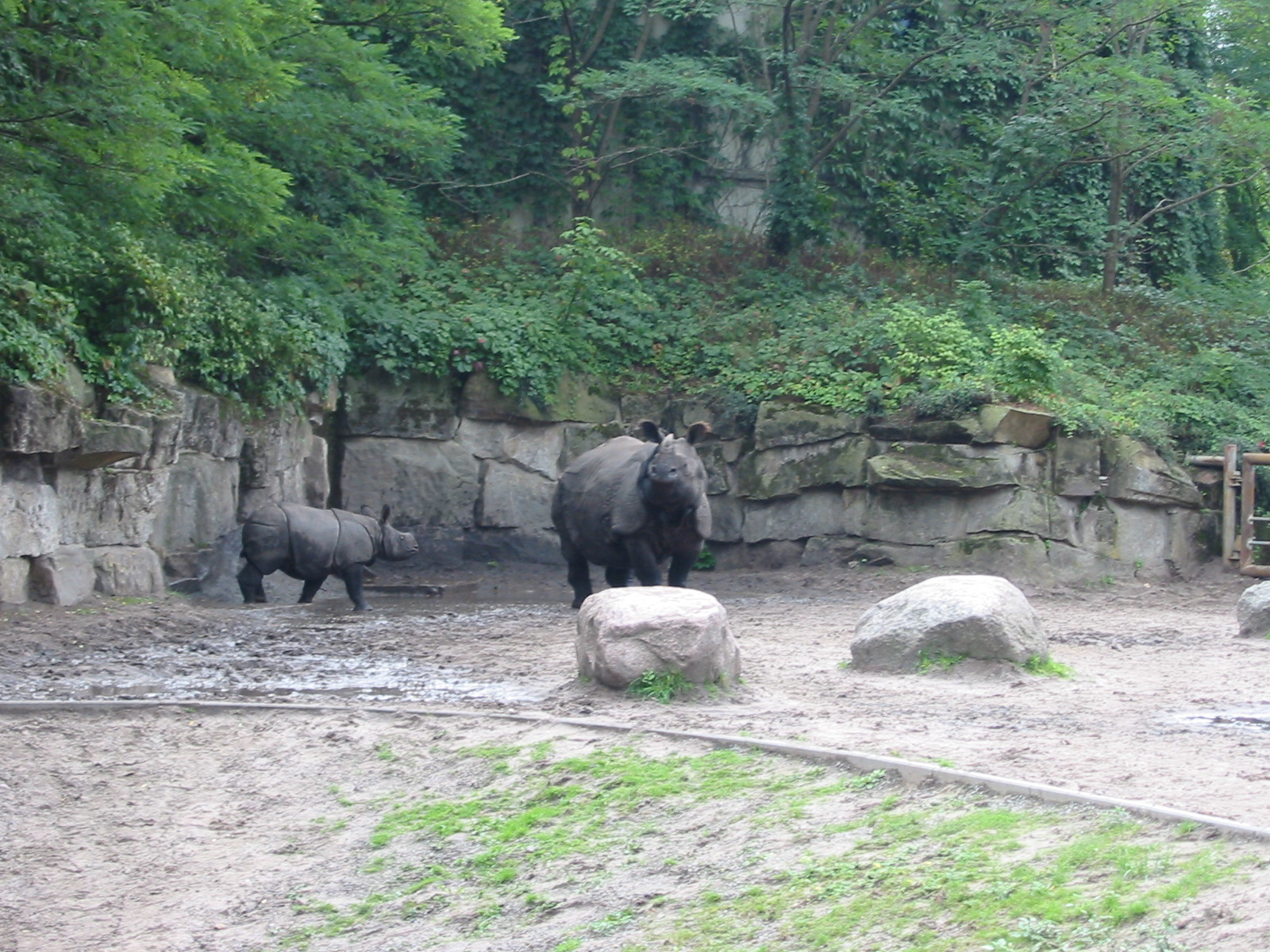 Berlin Tierpark 2004 - Indian Rhinoceros and calf in the outdoor exhibit