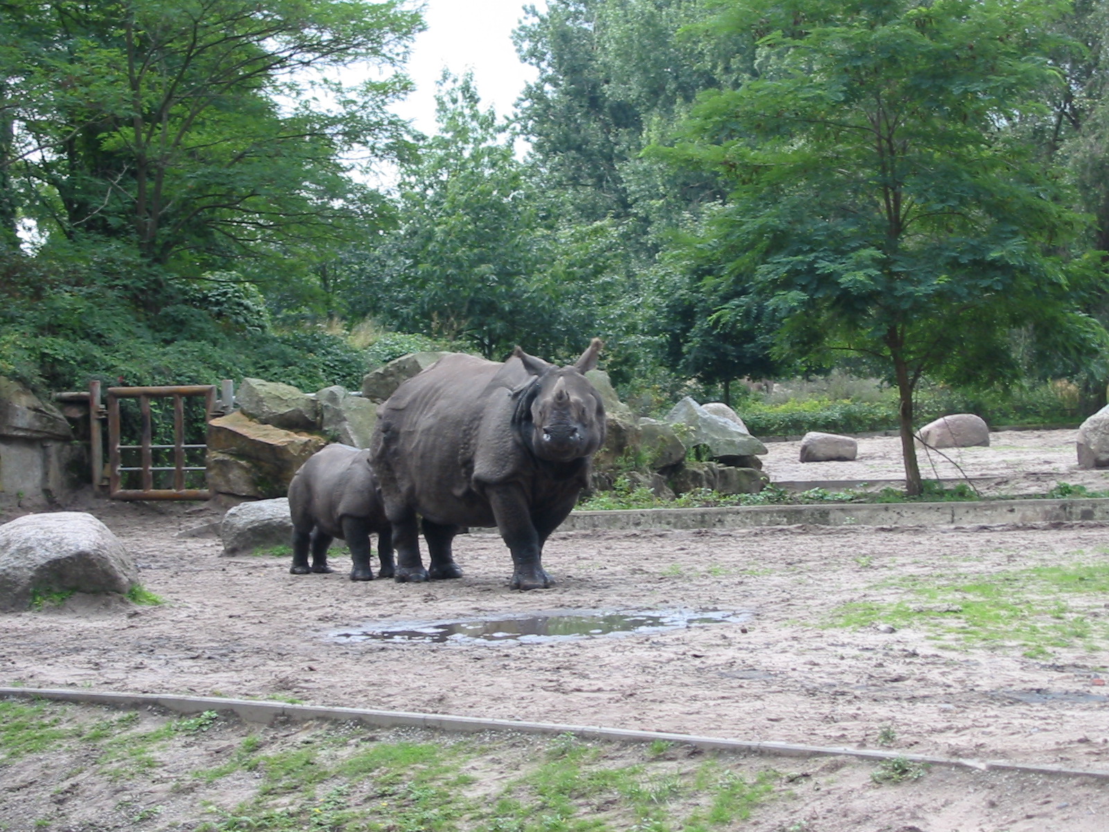 Berlin Tierpark 2004 - Indian Rhinoceros and calf in the outdoor exhibit