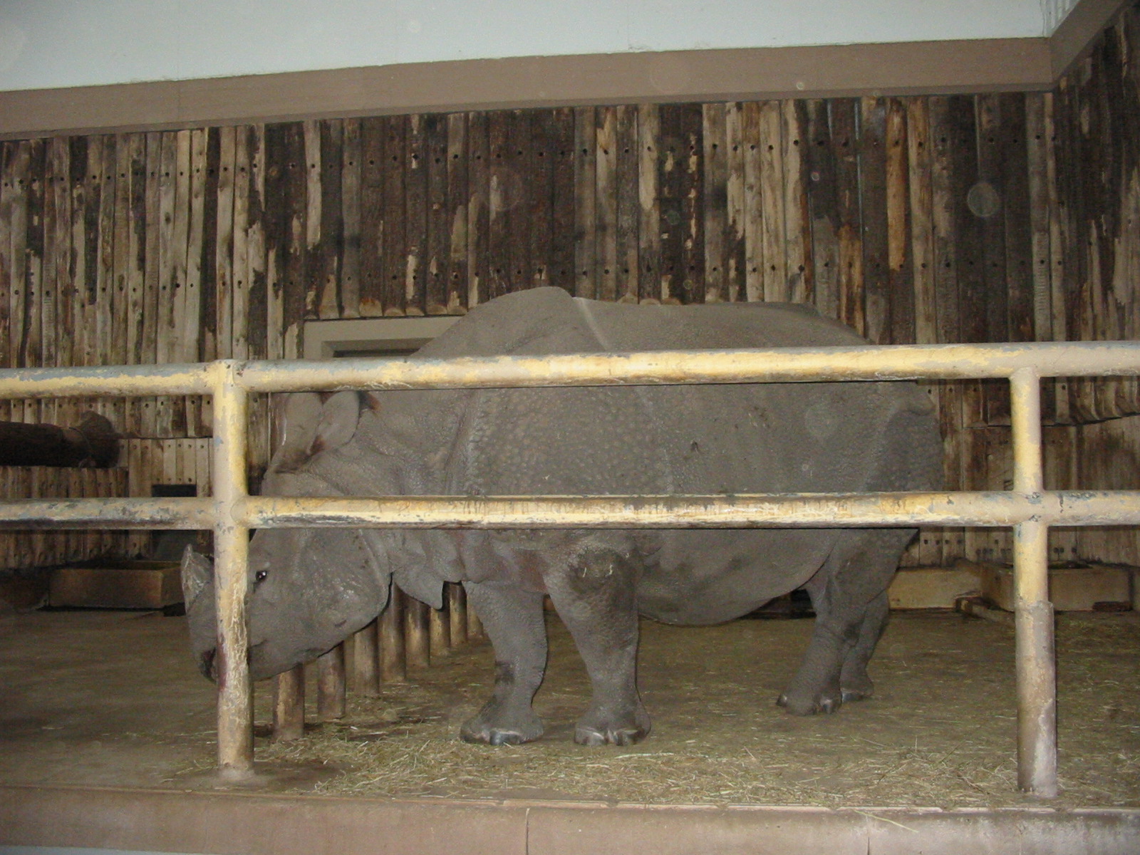 Berlin Tierpark 2004 - Indian Rhinoceros in the Pachyderm House