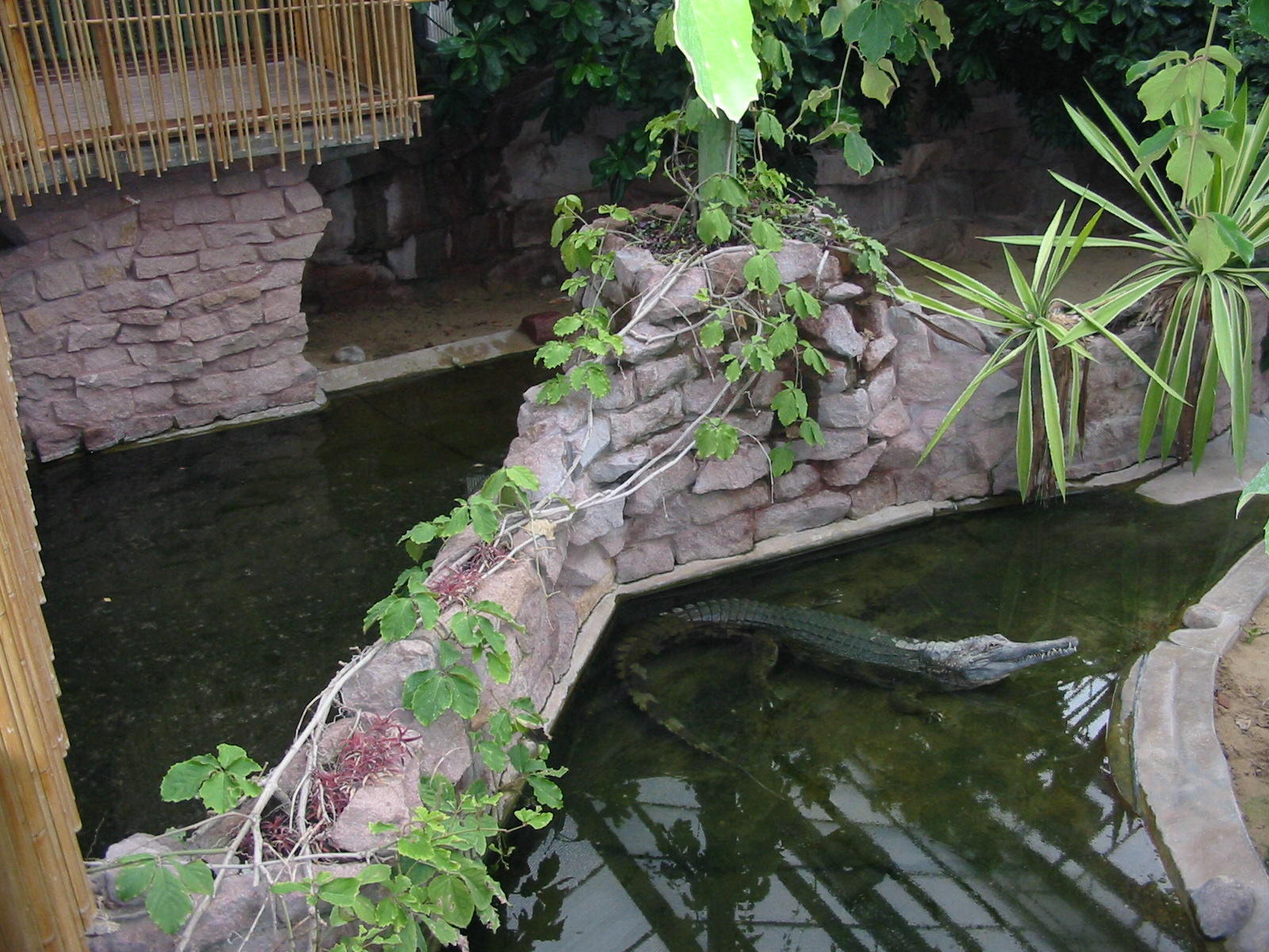 Berlin Tierpark 2004 - Inside the Crocodile House