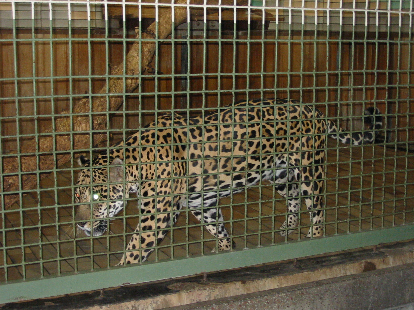 Berlin Tierpark 2004 - Jaguar in the Alfred Brehm House