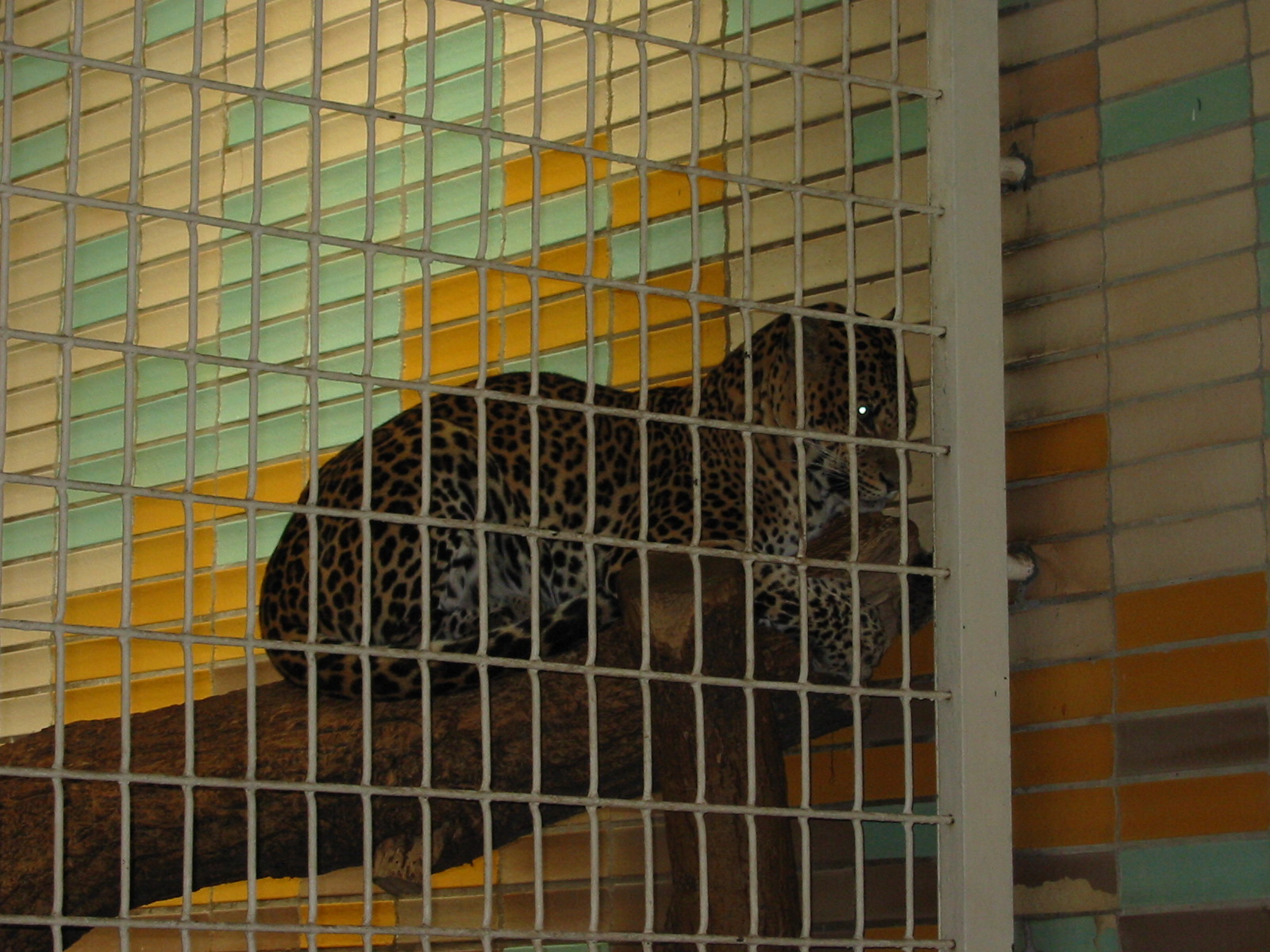 Berlin Tierpark 2004 - Javan Leopard in the Alfred Brehm House