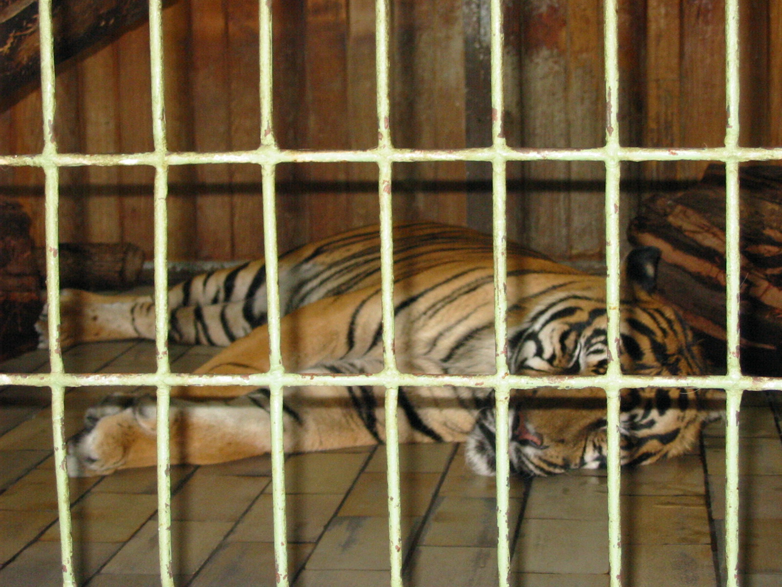 Berlin Tierpark 2004 - Malayan Tiger in the Alfred Brehm House