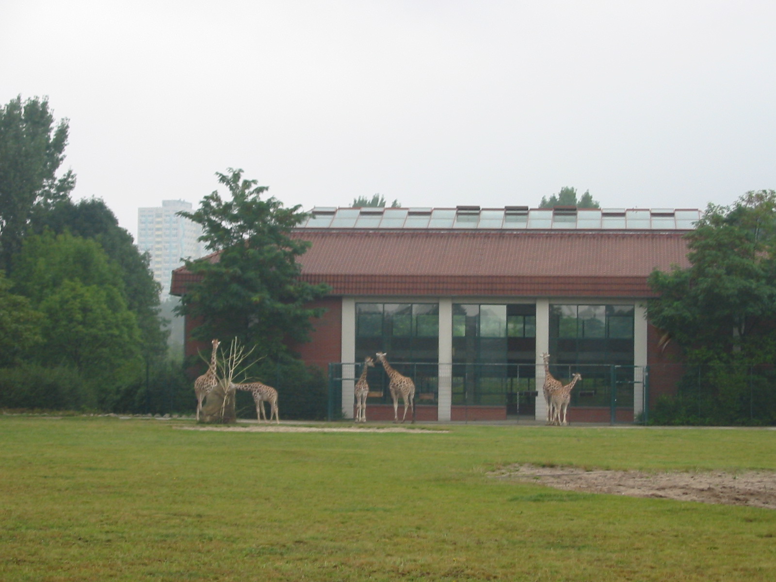 Berlin Tierpark 2004 - Massive Giraffe paddock
