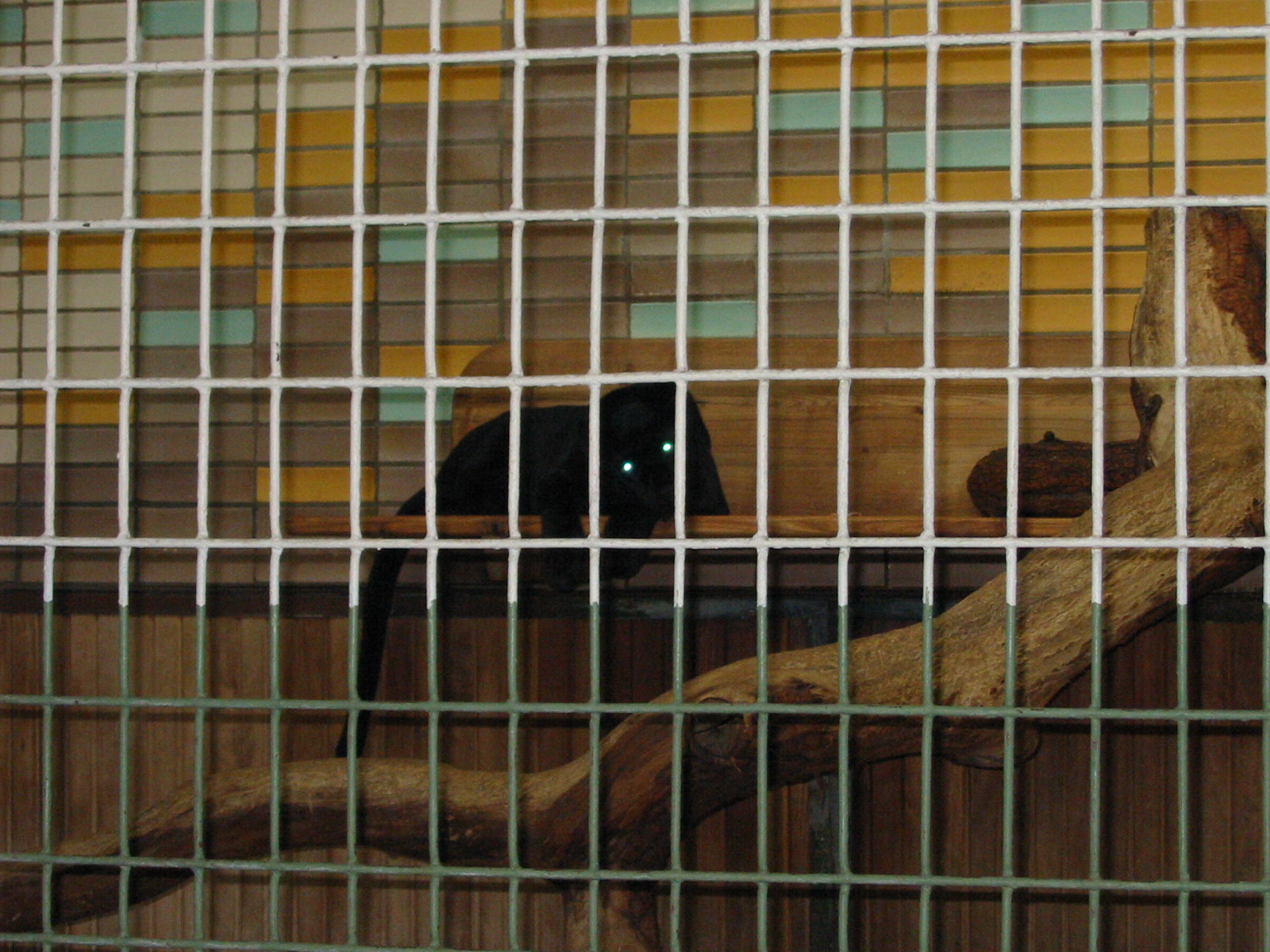 Berlin Tierpark 2004 - Melanistic Leopard in the Alfred Brehm House