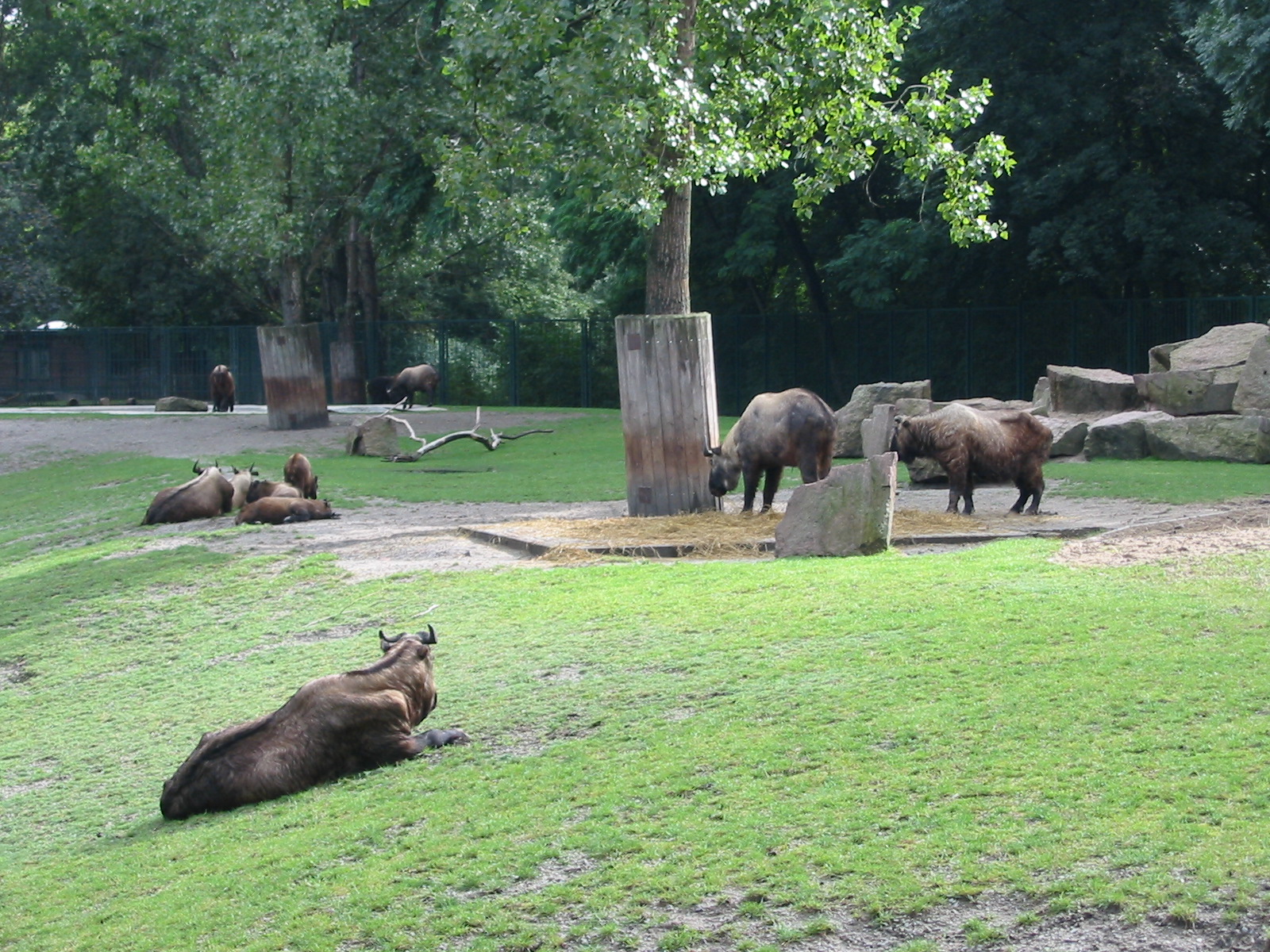 Berlin Tierpark 2004 - Mishmi Takin group