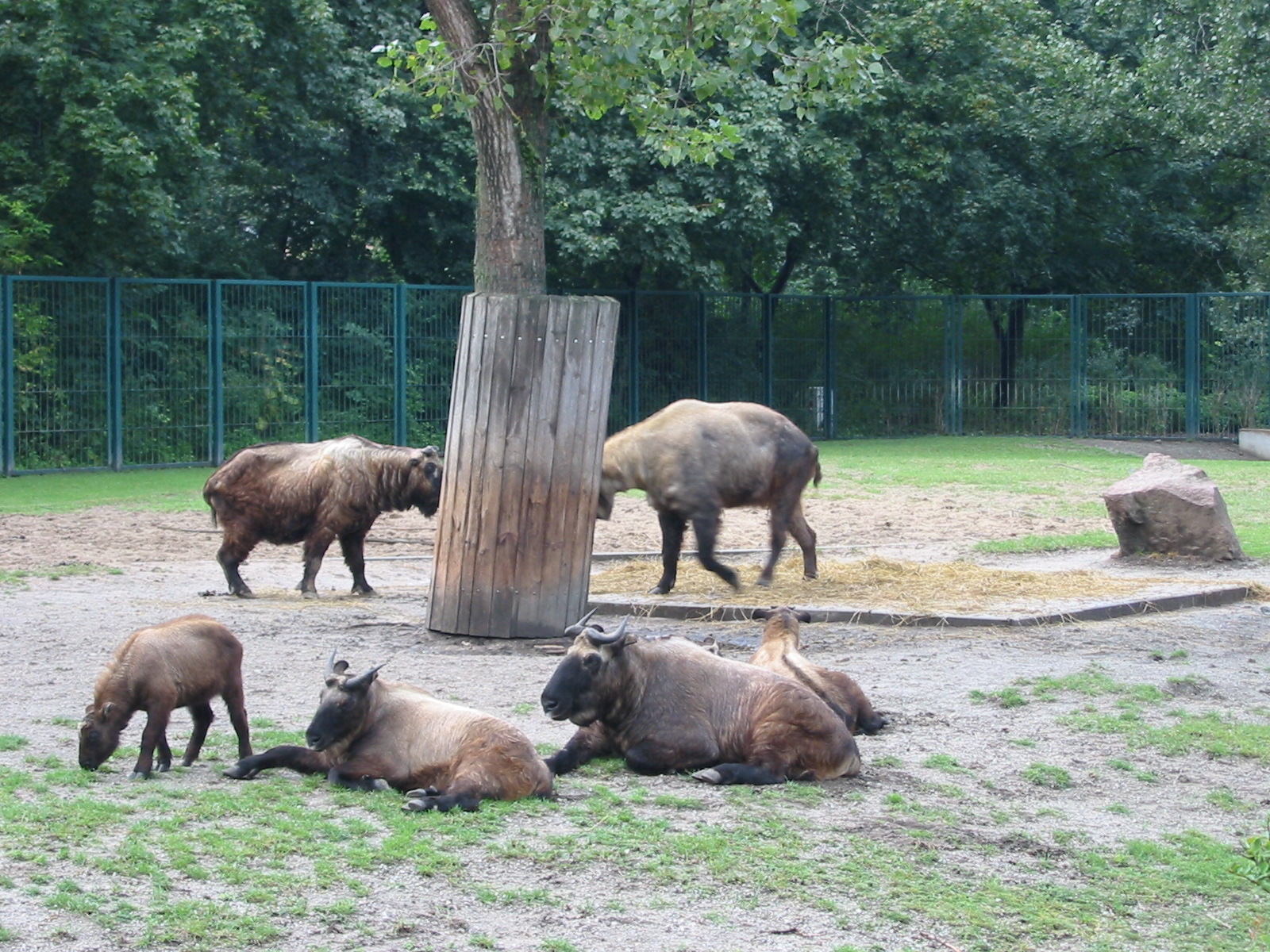 Berlin Tierpark 2004 - Mishmi Takin group