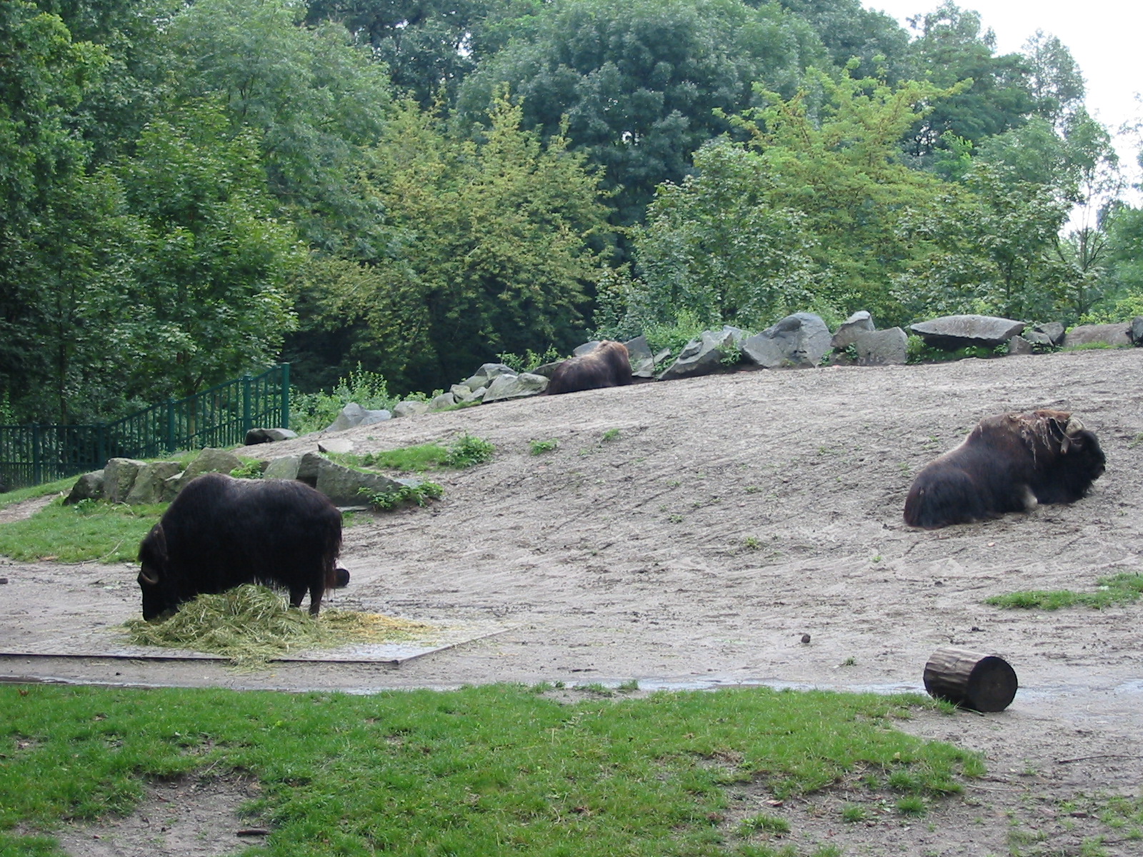 Berlin Tierpark 2004 - Musk Oxen exhibit