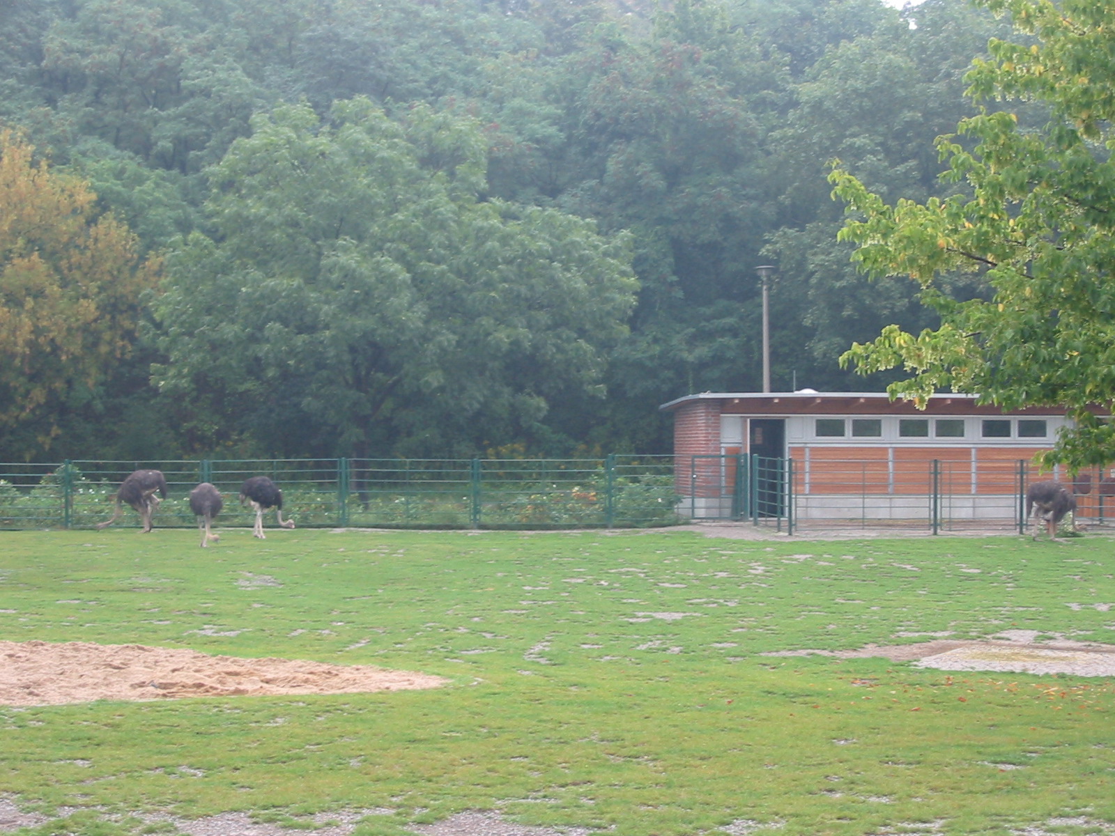 Berlin Tierpark 2004 - Ostrich enclosure