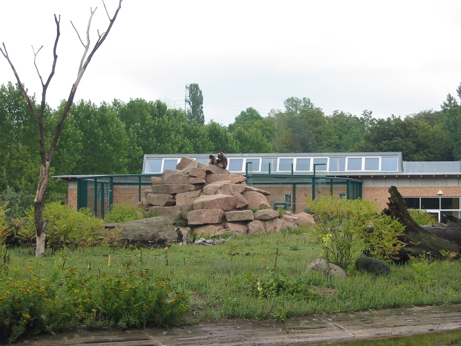 Berlin Tierpark 2004 - Outdoor Gelada Baboon exhibit at the Monkey House