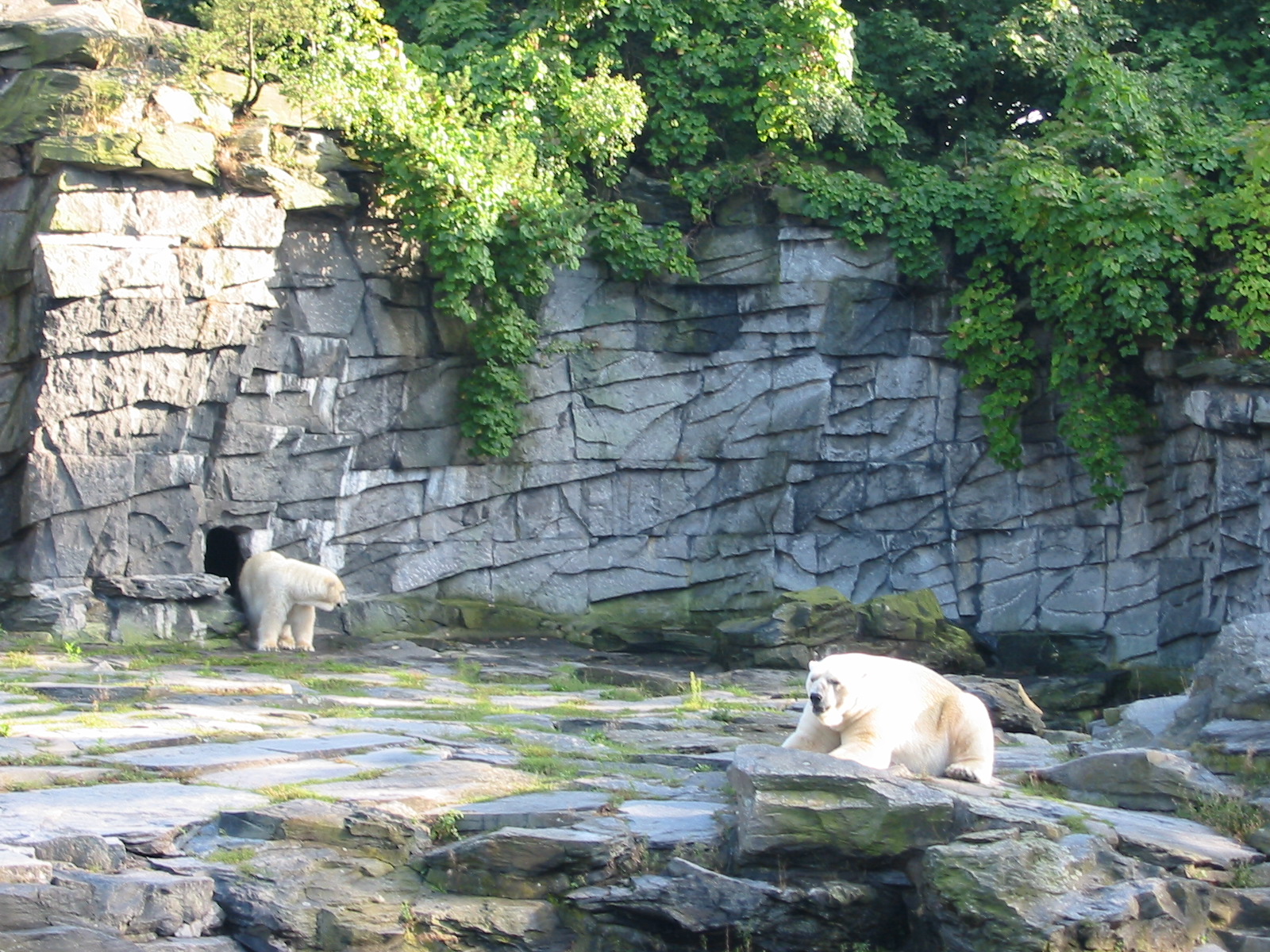 Berlin Tierpark 2004 - Polar Bears