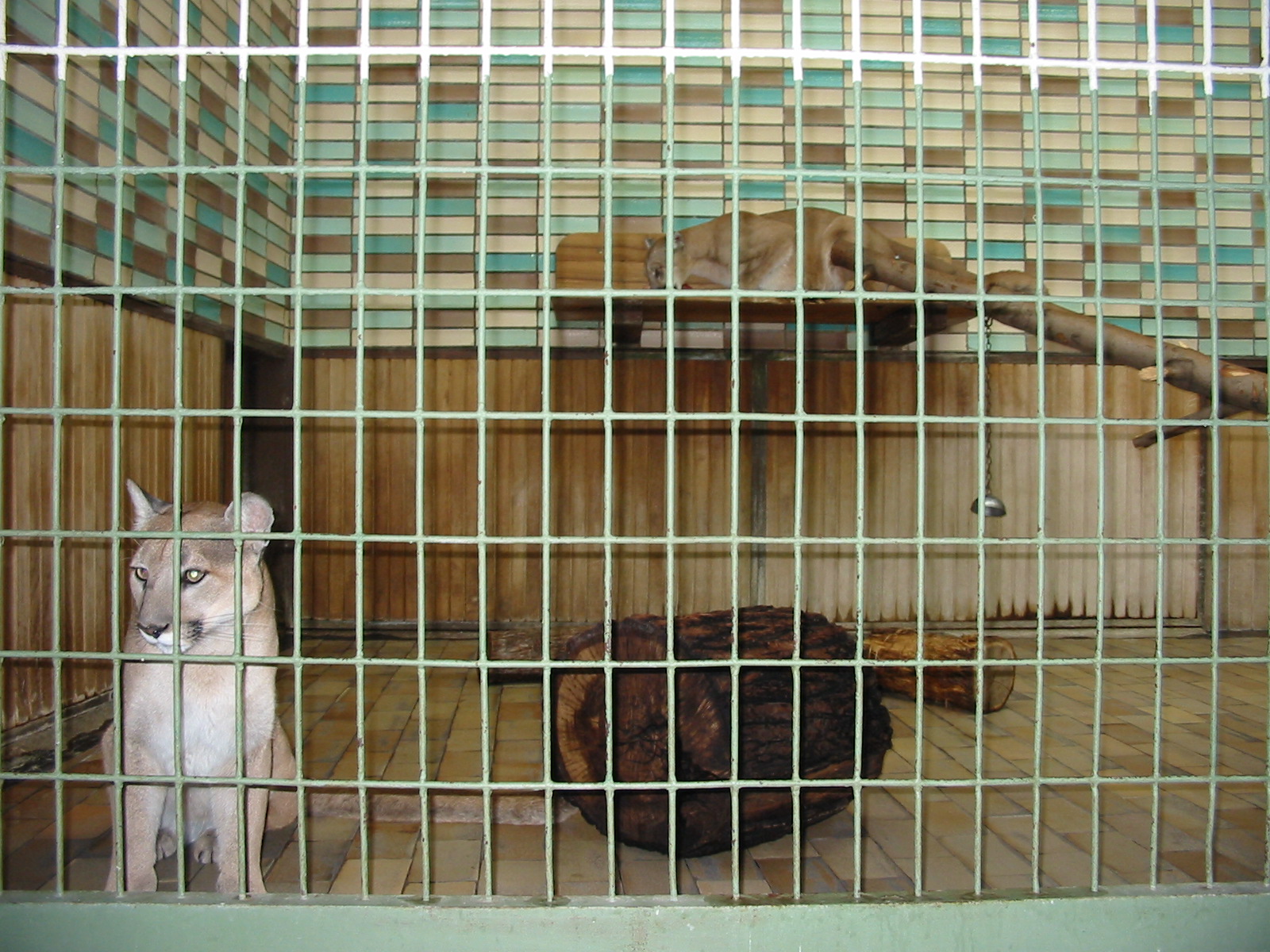 Berlin Tierpark 2004 - Pumas in the Alfred Brehm House