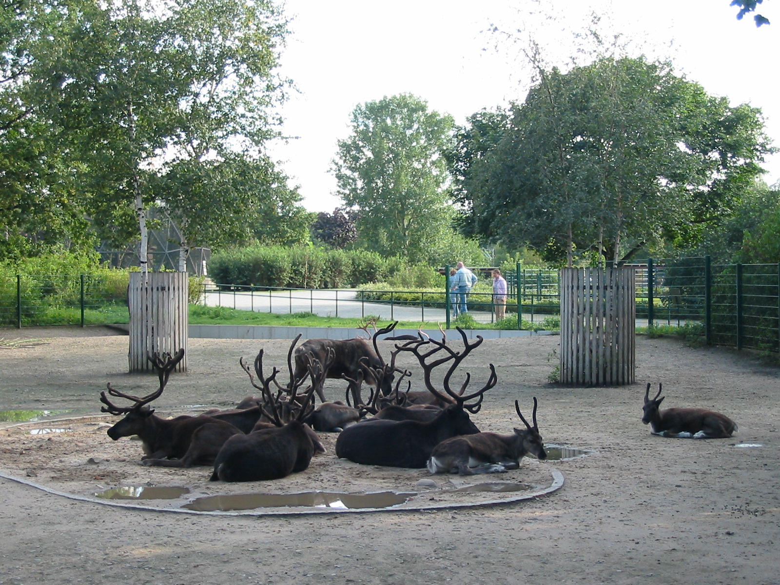 Berlin Tierpark 2004 - Reindeer enclosure