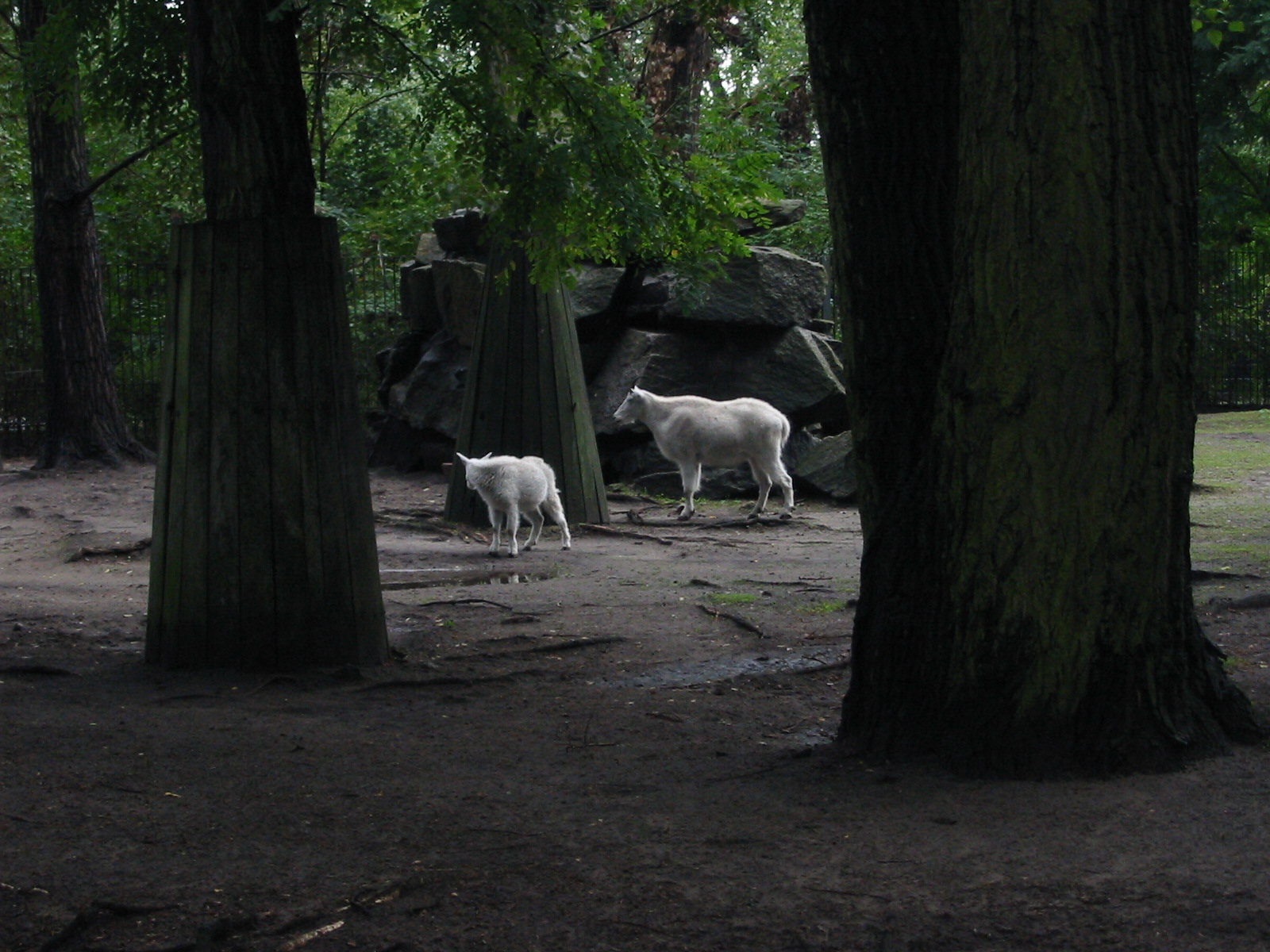 Berlin Tierpark 2004 - Rocky Mountain Goat and kid