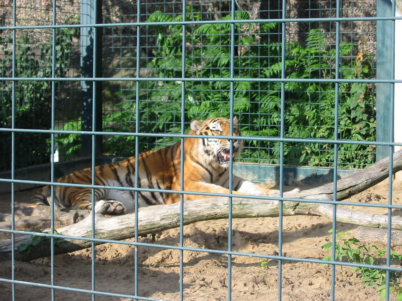Berlin Tierpark 2004 - Siberian Tiger at the Alfred Brehm House
