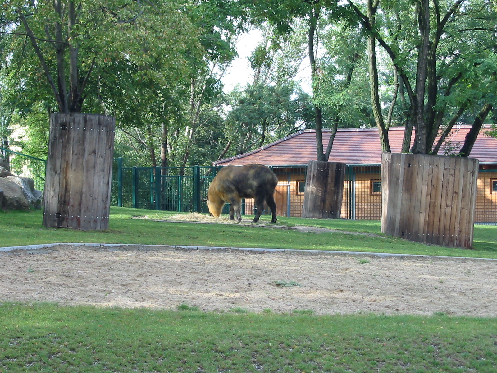 Berlin Tierpark 2004 - Sichuan Takin