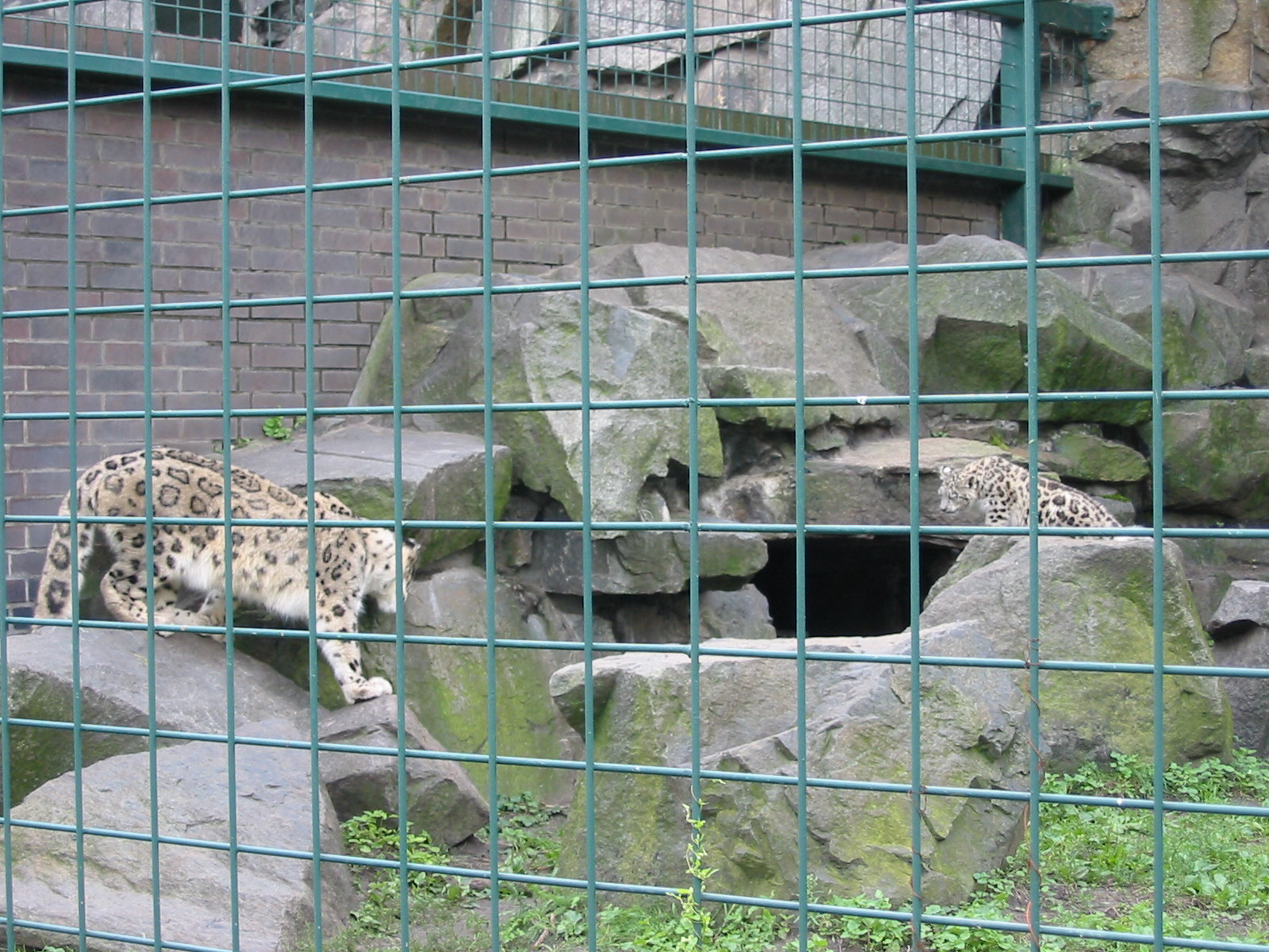Berlin Tierpark 2004 - Snow Leopard enclosure at the Alfred Brehm House