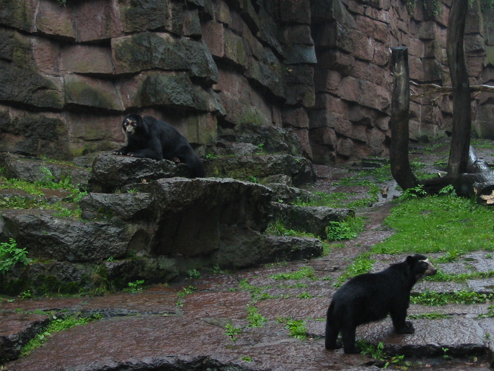 Berlin Tierpark 2004 - Spectacled Bear and cub
