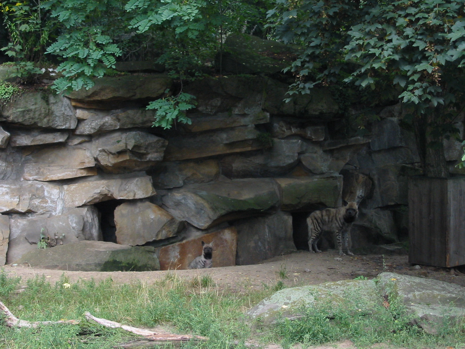 Berlin Tierpark 2004 - Striped Hyena and cub