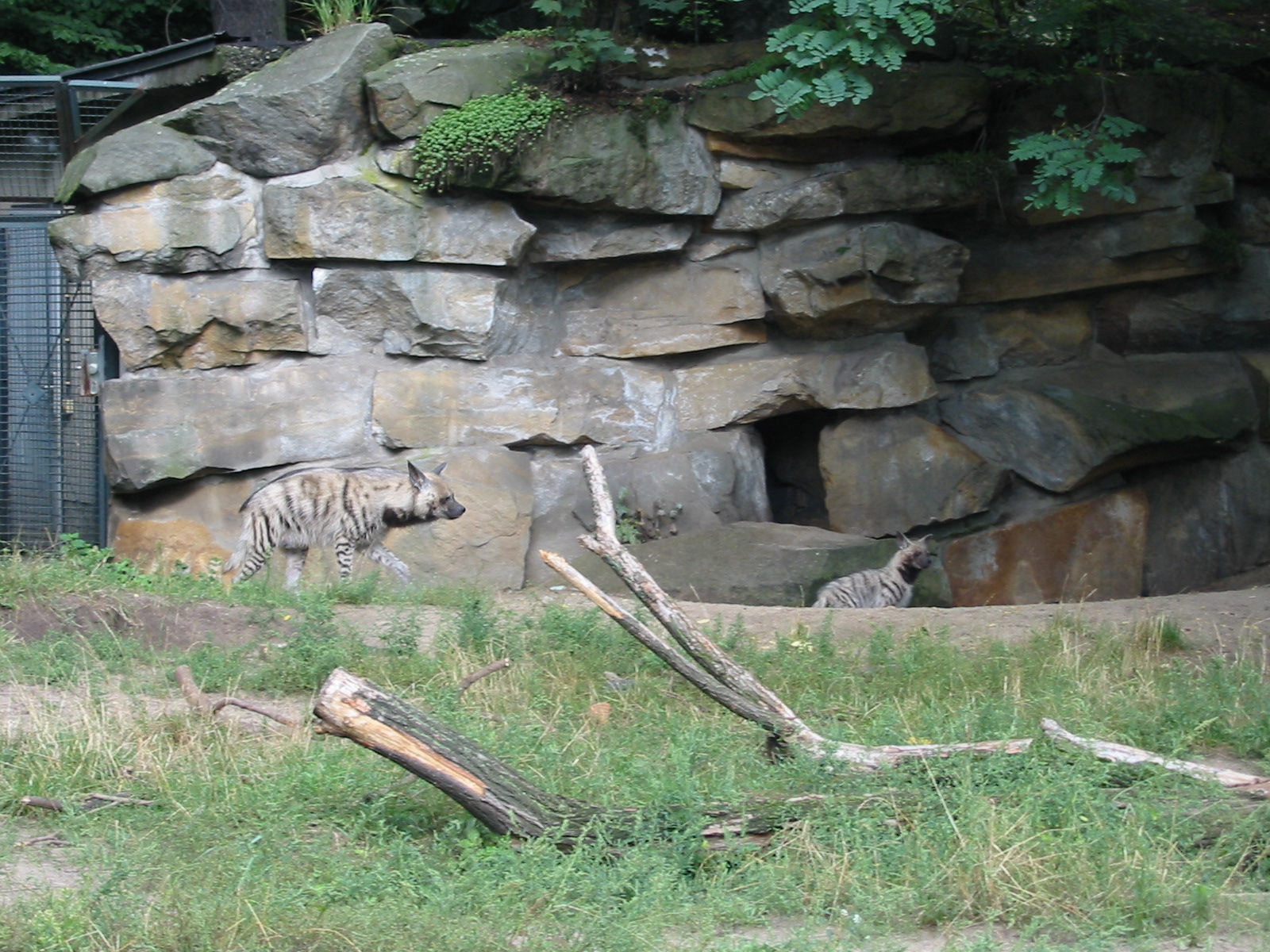 Berlin Tierpark 2004 - Striped Hyena and cub