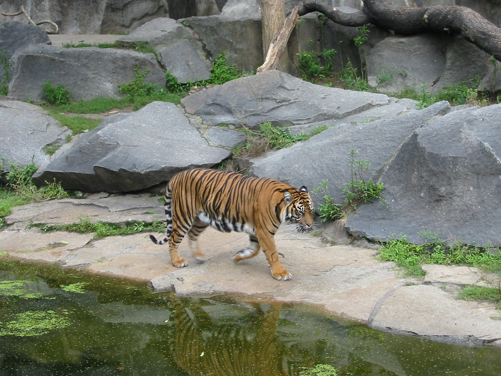 Berlin Tierpark 2004 - Sumatran Tiger at the Alfred Brehm House