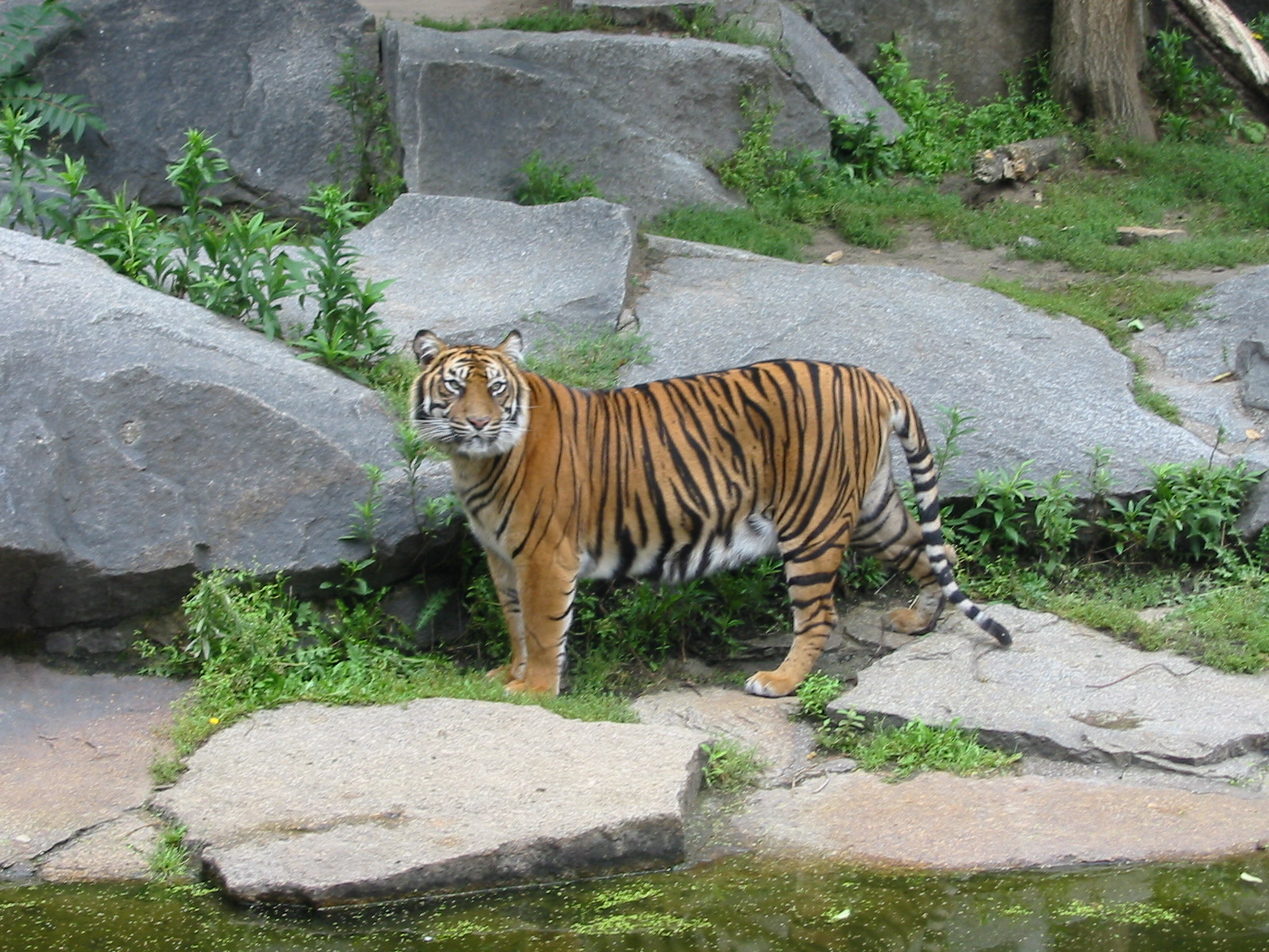 Berlin Tierpark 2004 - Sumatran Tiger at the Alfred Brehm House