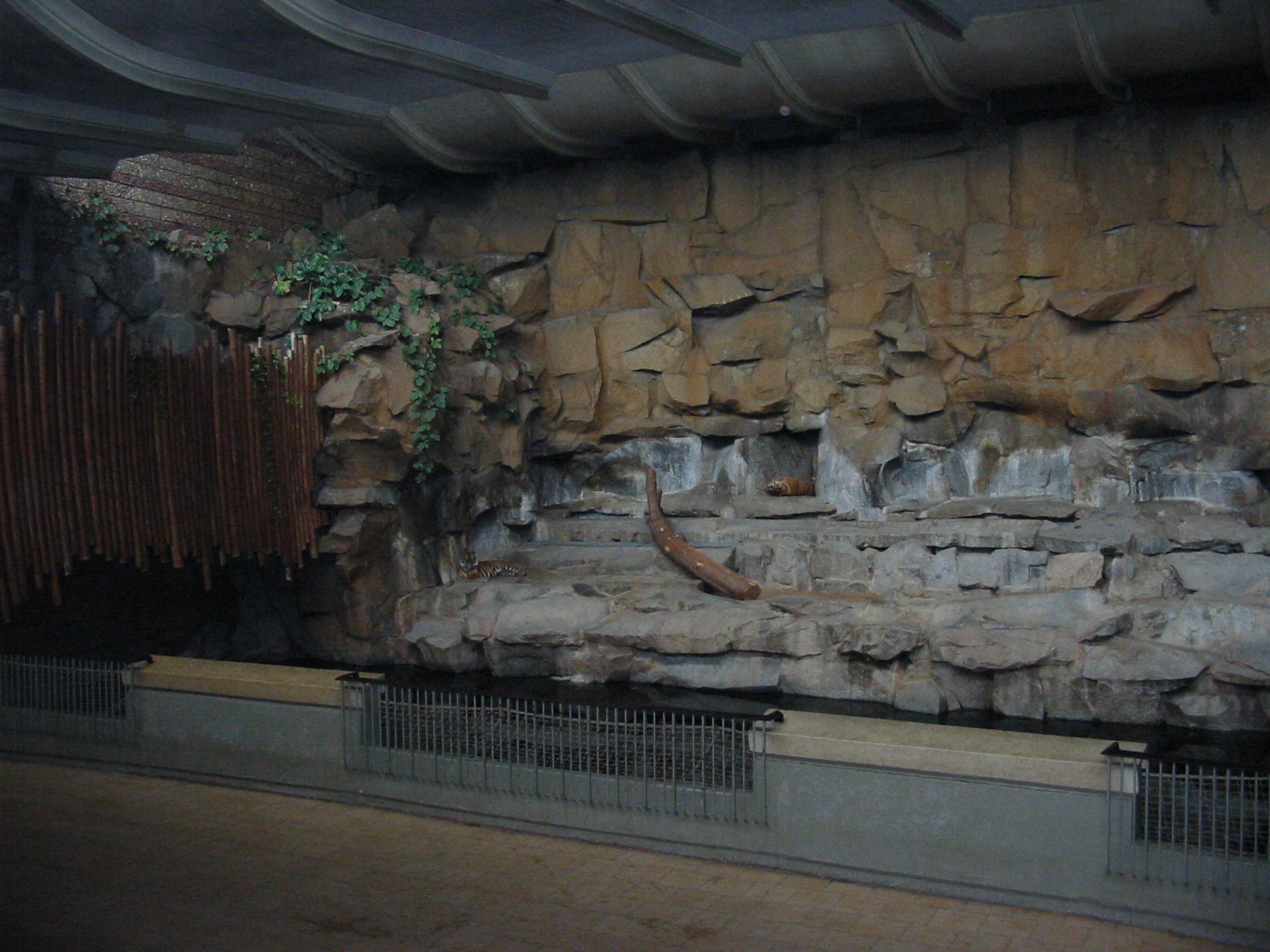 Berlin Tierpark 2004 - Tiger exhibit in the Alfred Brehm House