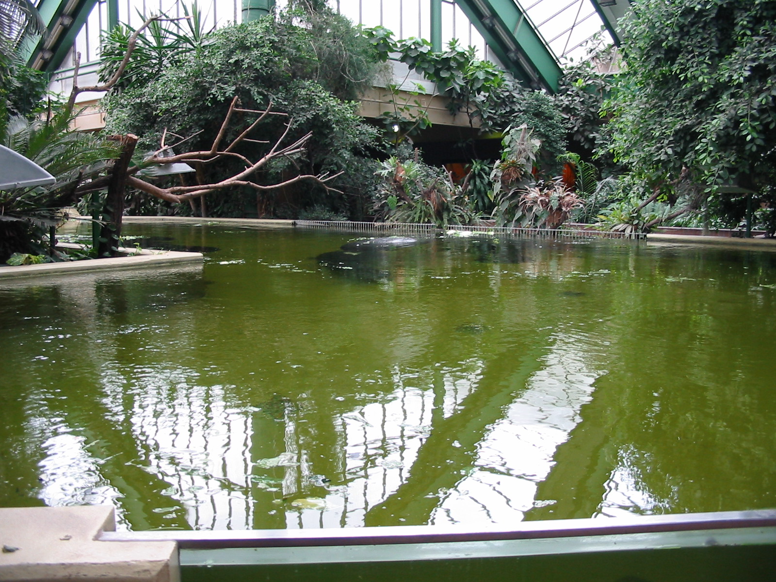 Berlin Tierpark 2004 - Top of the Caribbean Manatee exhibit