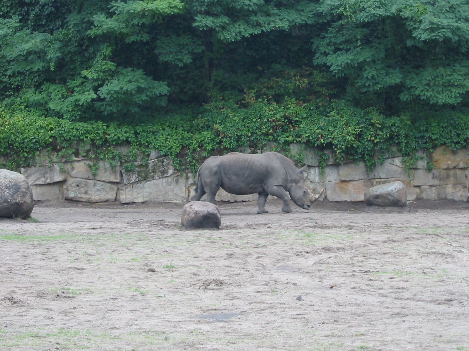 Berlin Tierpark 2004 - White Rhinoceros at the Pachyderm House