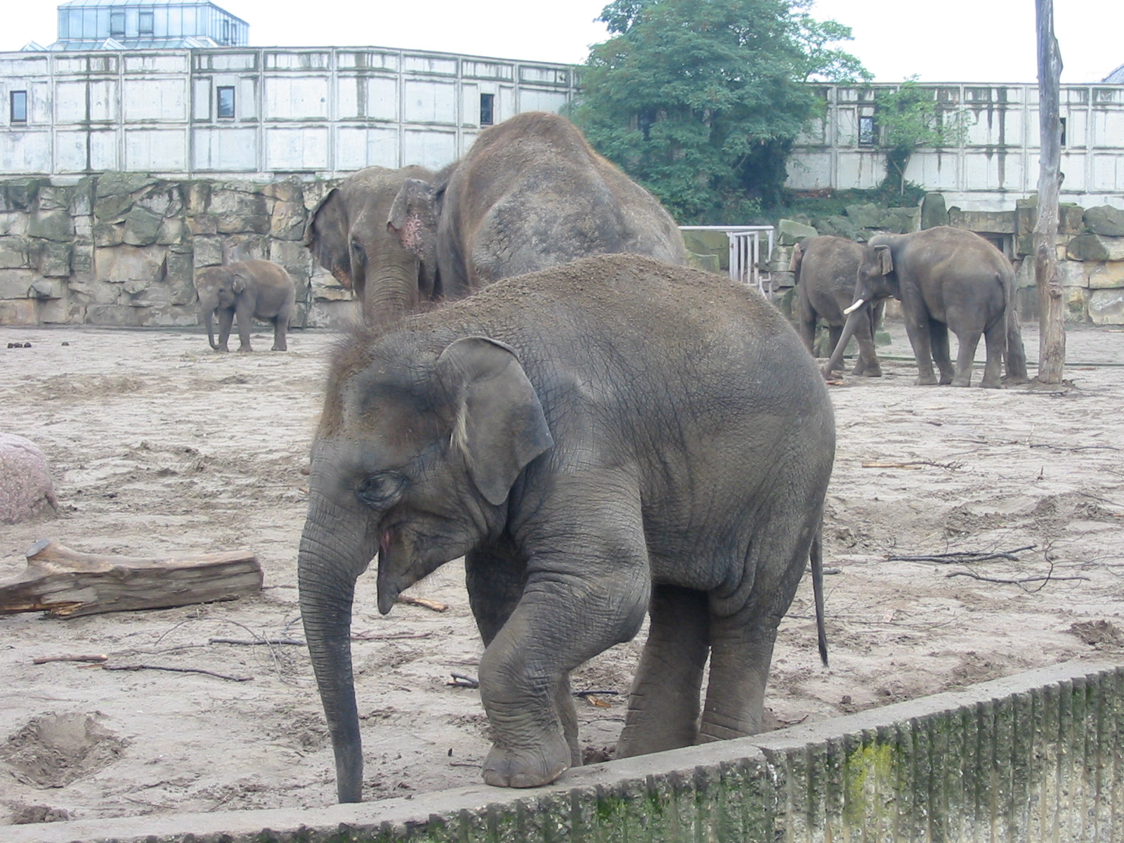 Berlin Tierpark 2004 - Young Asiatic Elephant calf