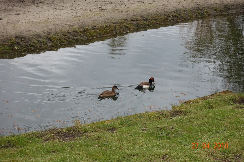 Berlin Tierpark 27.4.16