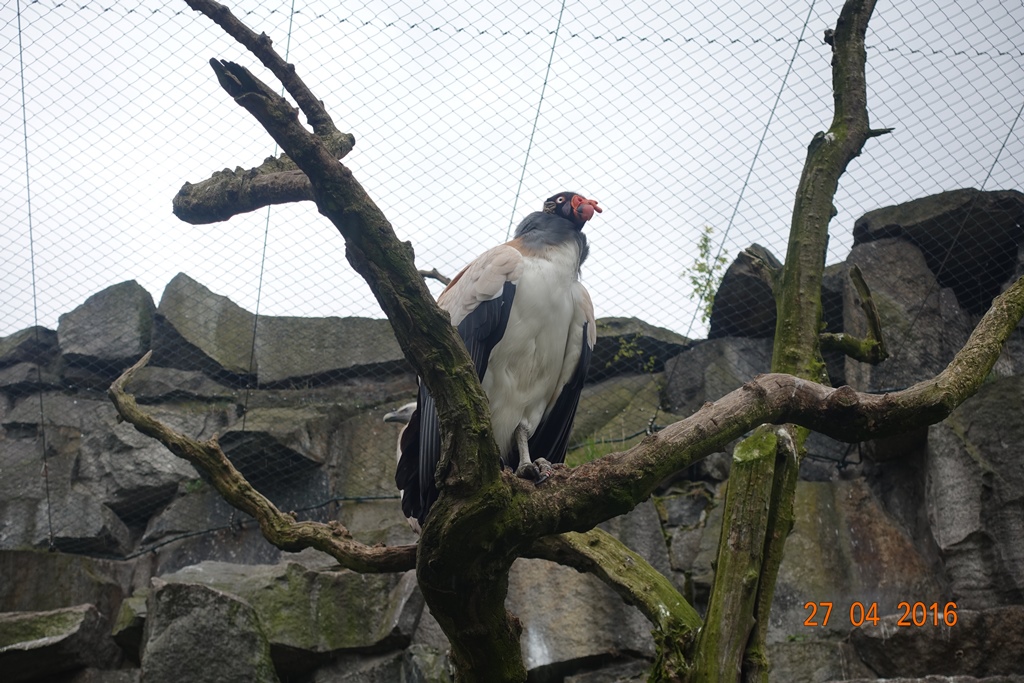 Berlin Tierpark 27.4.16