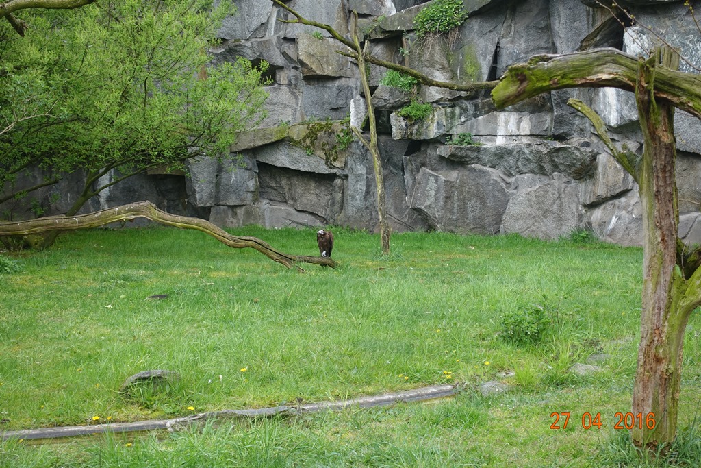 Berlin Tierpark 27.4.16