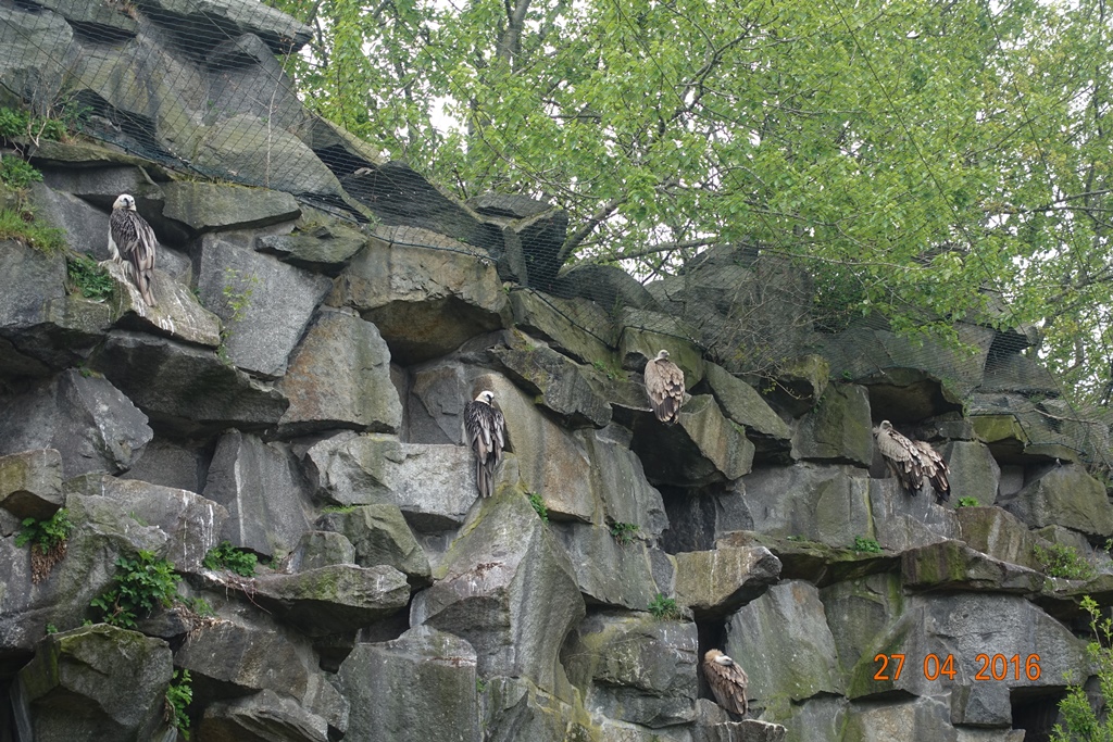 Berlin Tierpark 27.4.16