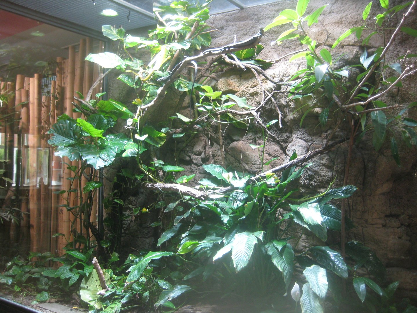 Berlin Tierpark - Alfred Brehm-Haus - Tree monitor exhibit