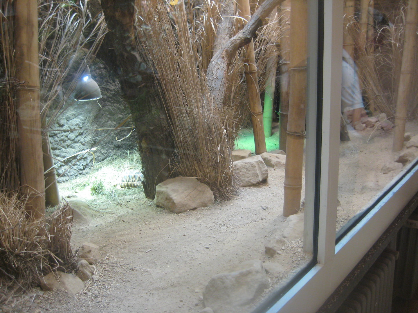 Berlin Tierpark - Alfred Brehm-Haus - Tree shrew exhibit