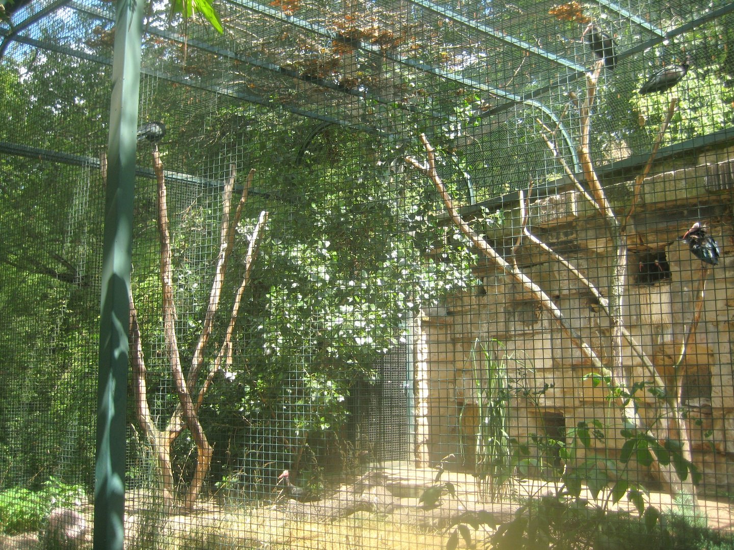Berlin Tierpark - Bald ibis aviary