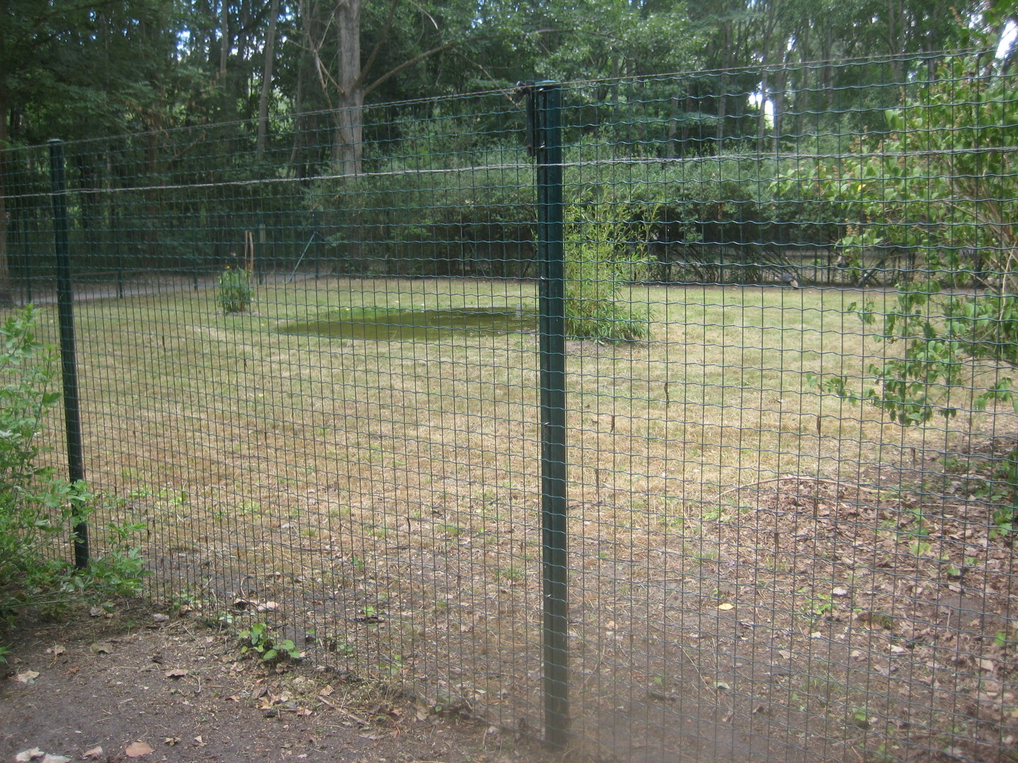 Berlin Tierpark - Black crowned-crane exhibit
