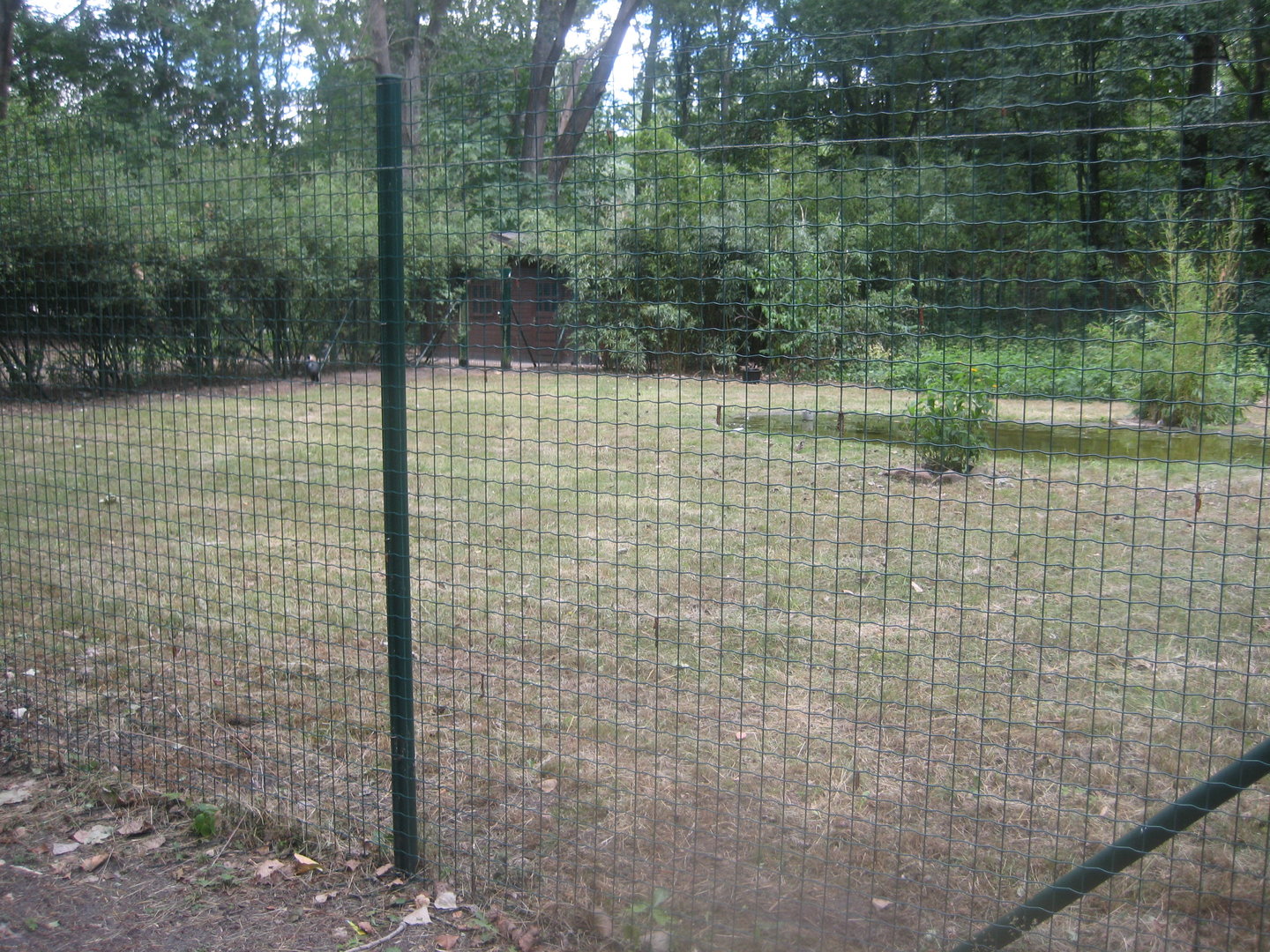 Berlin Tierpark - Black crowned-crane exhibit