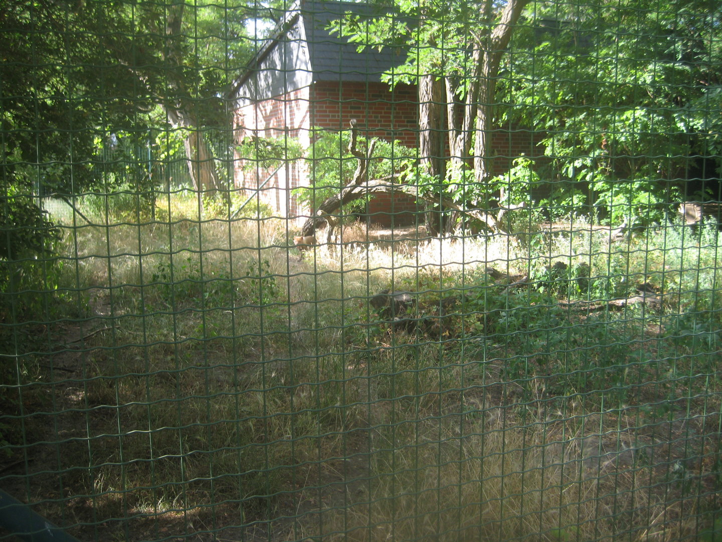Berlin Tierpark - Bush dog exhibit
