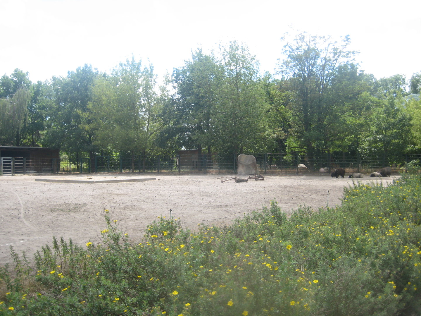 Berlin Tierpark - Cattle/sheep exhibit