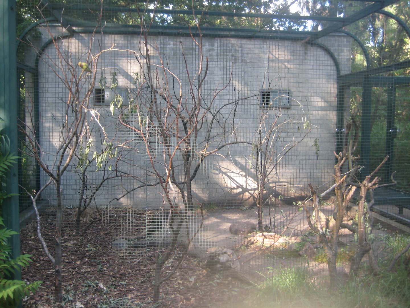 Berlin Tierpark - Children's zoo - Lovebird aviary