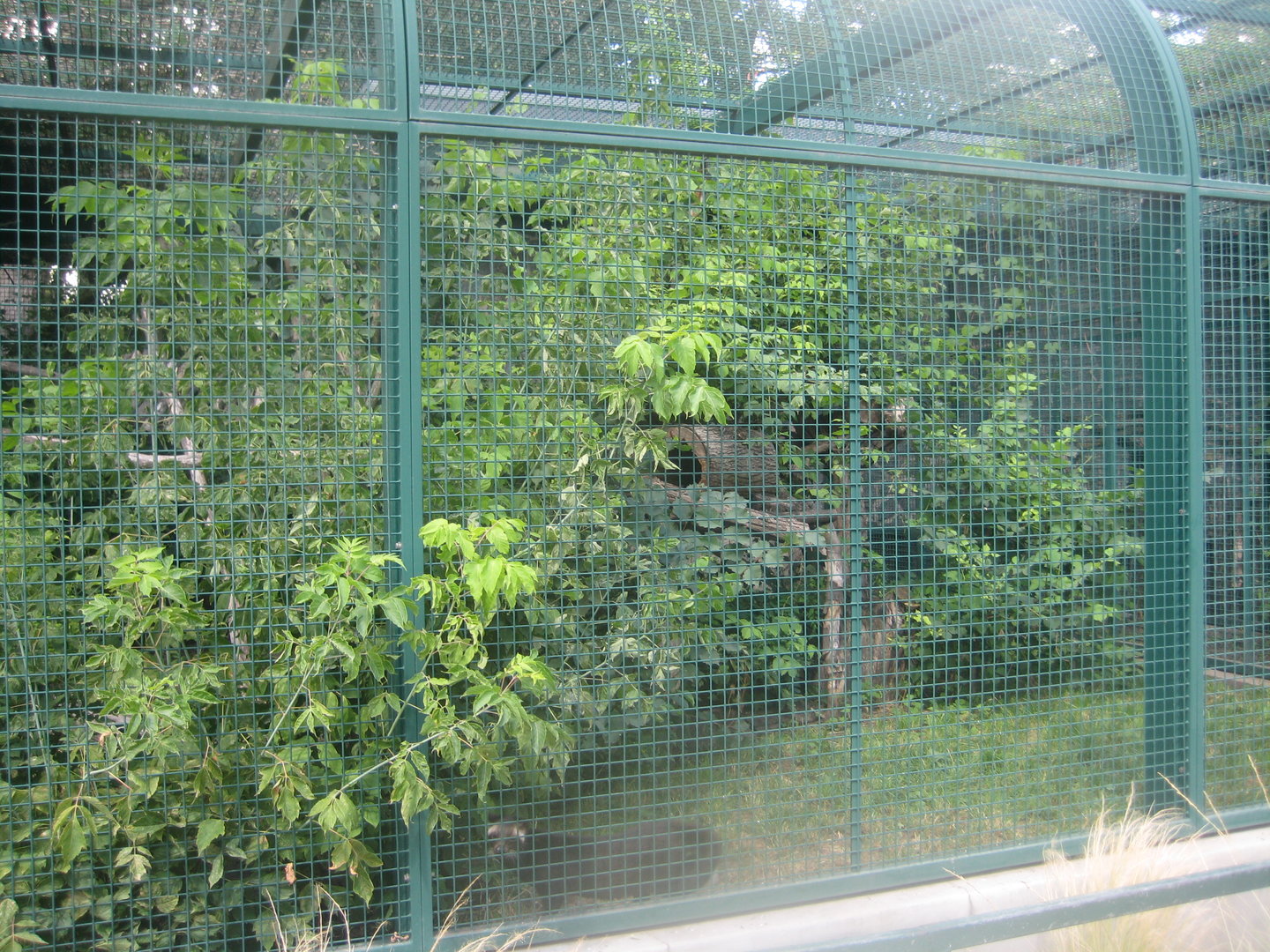 Berlin Tierpark - Civet exhibit