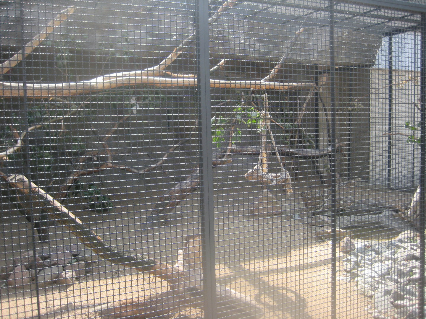 Berlin Tierpark - Cockatoo aviary